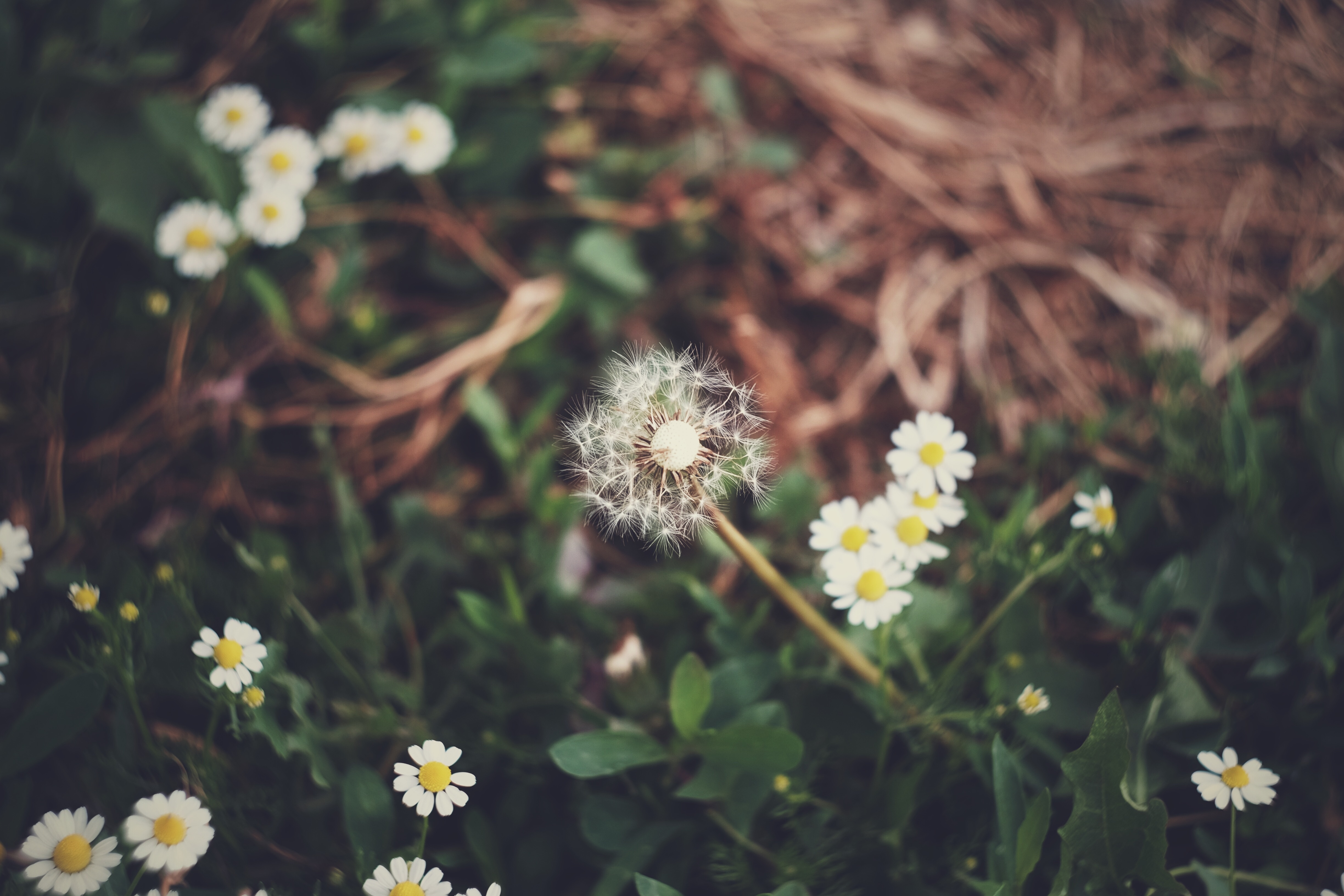 Free download wallpaper Dandelion, Grass, Camomile, Flowers on your PC desktop