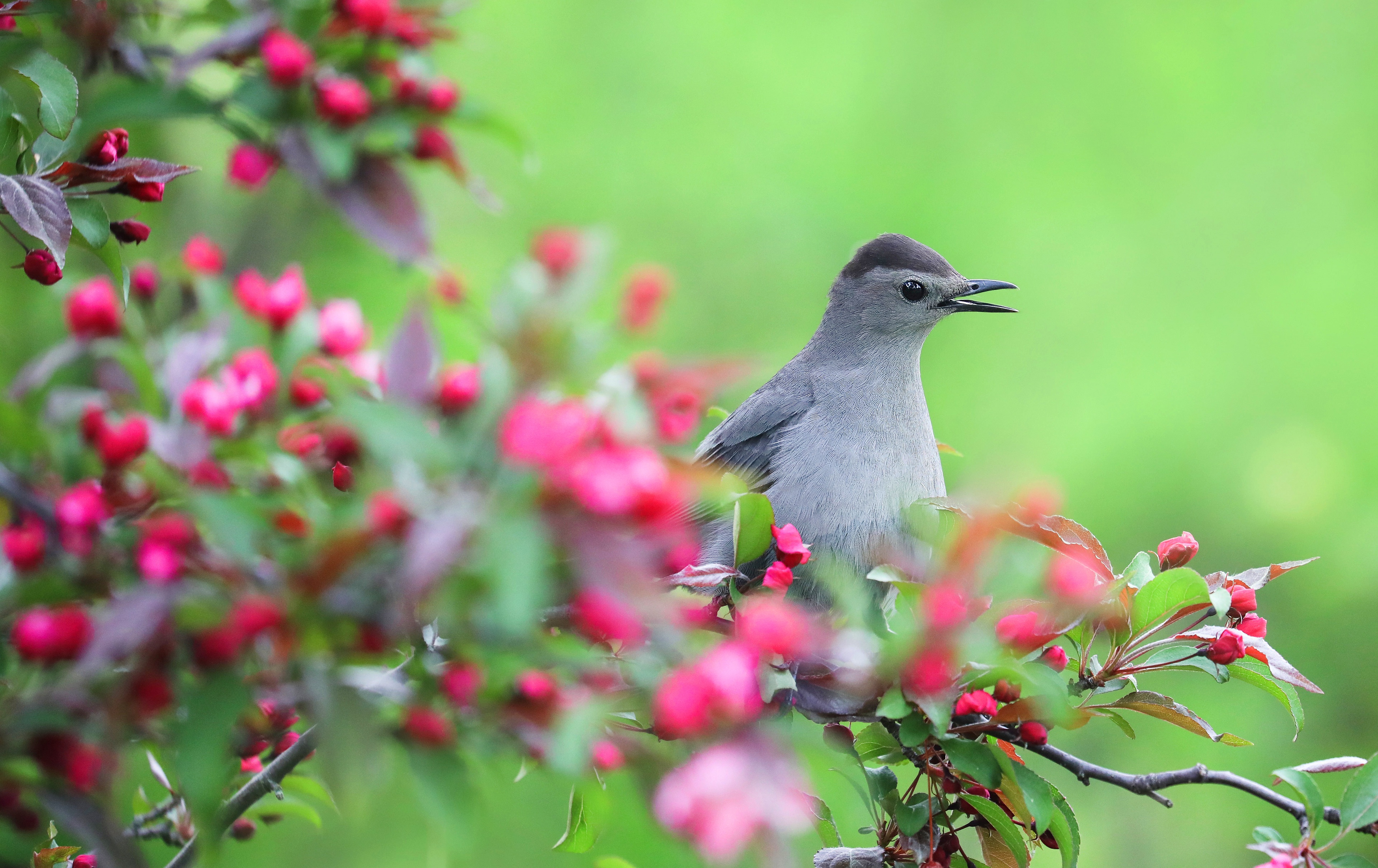 Free download wallpaper Birds, Flower, Bird, Animal on your PC desktop