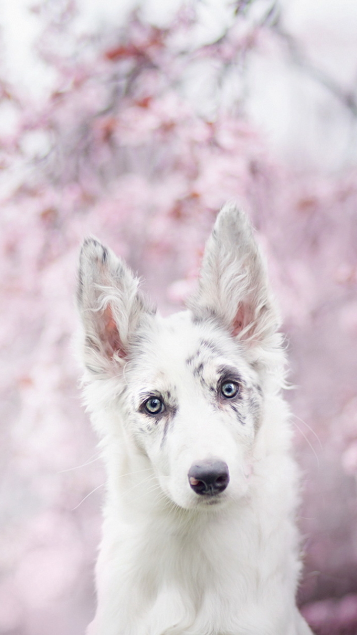 Handy-Wallpaper Tiere, Hunde, Hund, Border Collie, Starren kostenlos herunterladen.