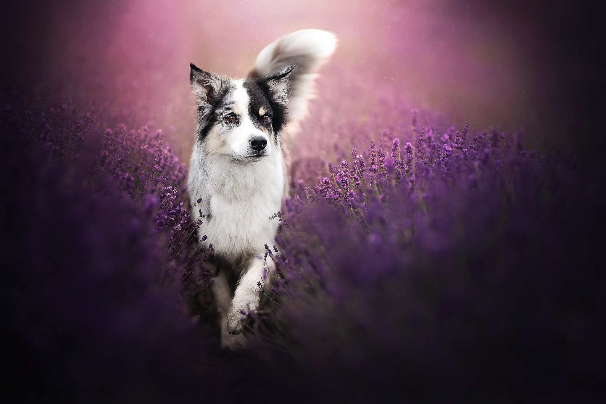 Descarga gratis la imagen Animales, Perros, Perro, Lavanda, Flor Purpura en el escritorio de tu PC