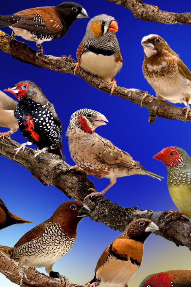 Descarga gratuita de fondo de pantalla para móvil de Animales, Aves, Fringílido.