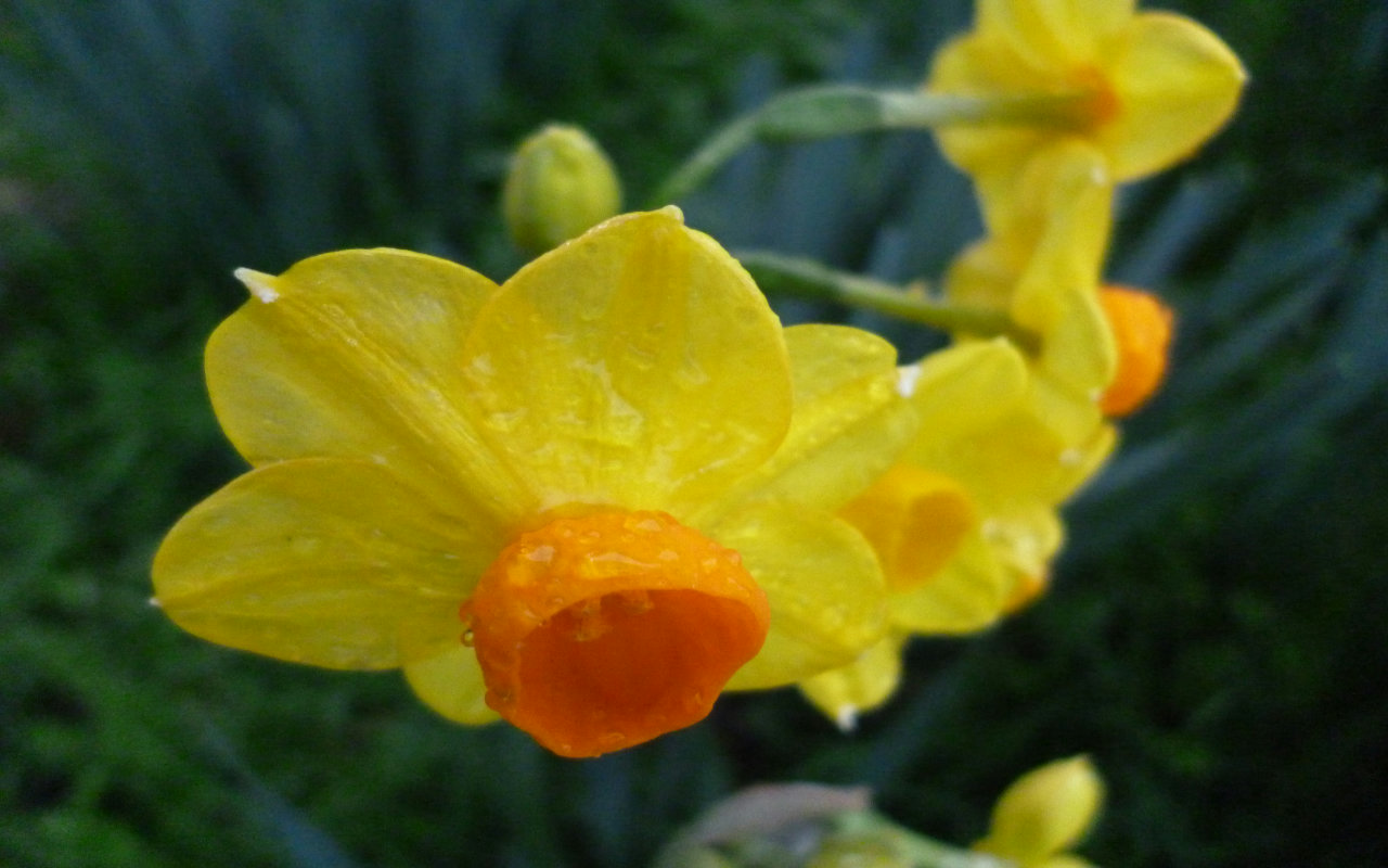 Скачать картинку Цветок, Нарцисс, Желтый Цветок, Земля/природа в телефон бесплатно.