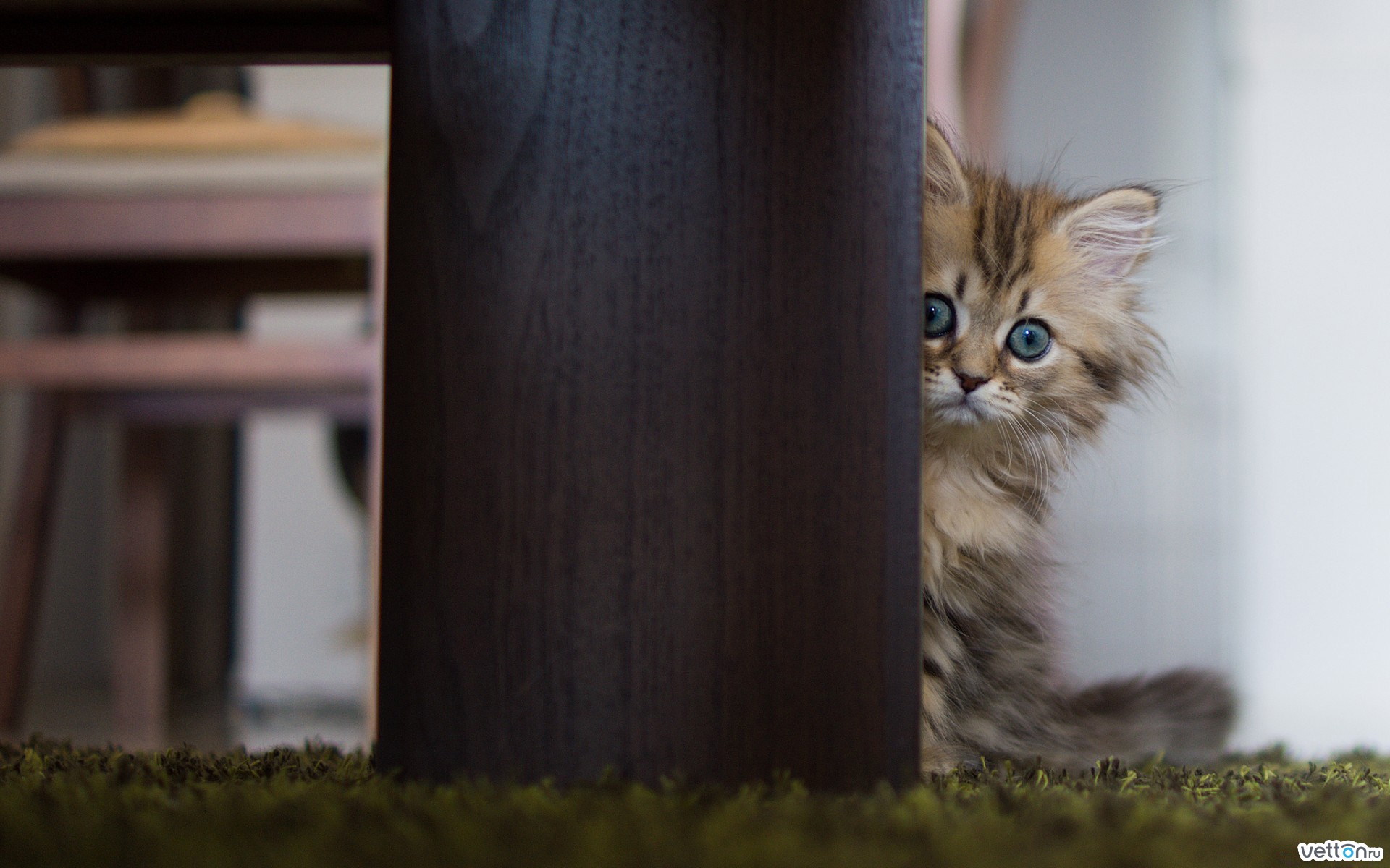 Téléchargez des papiers peints mobile Animaux, Chat gratuitement.