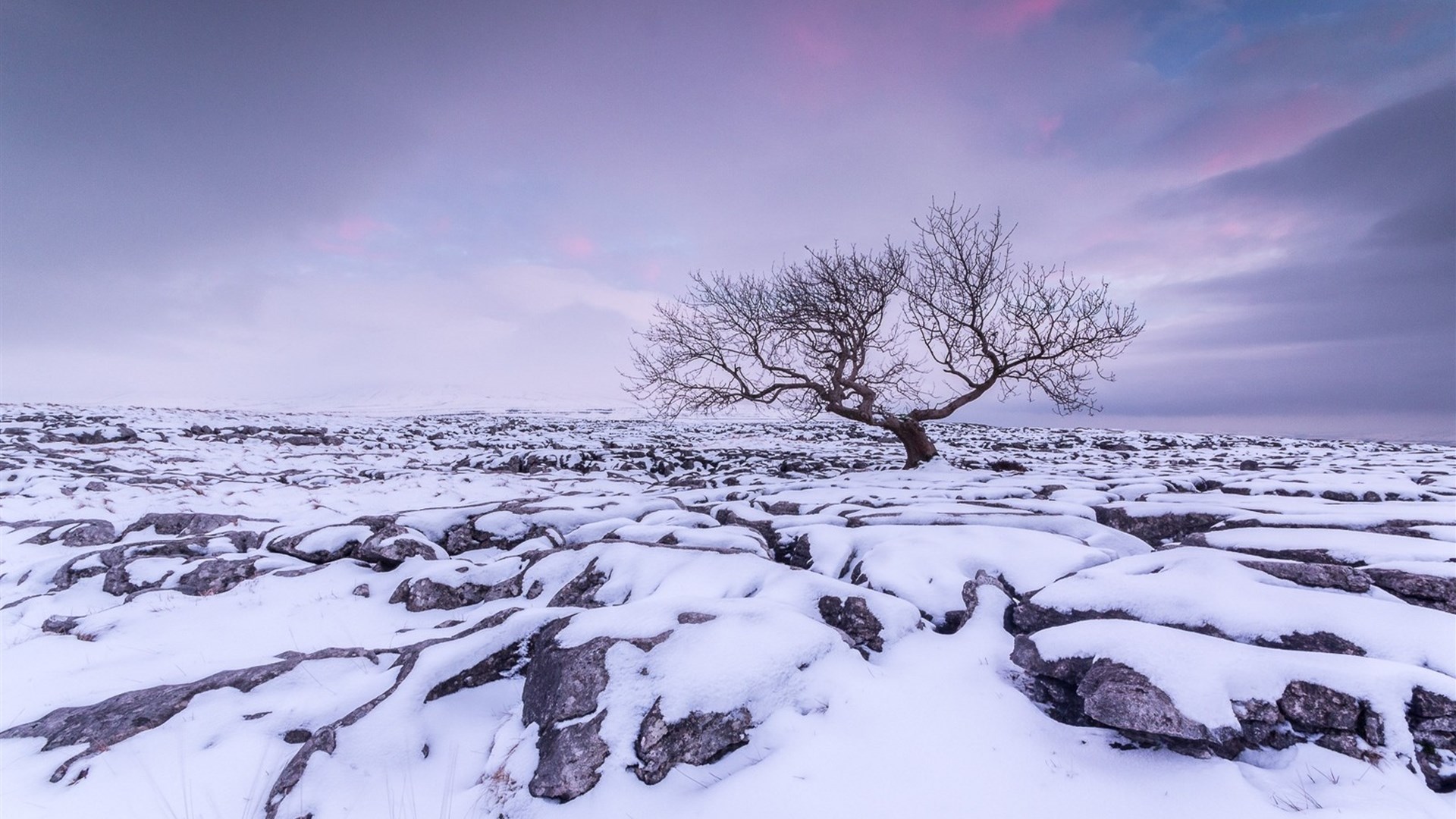 Скачать картинку Зима, Закат, Небо, Снег, Дерево, Пурпурный, Земля/природа в телефон бесплатно.