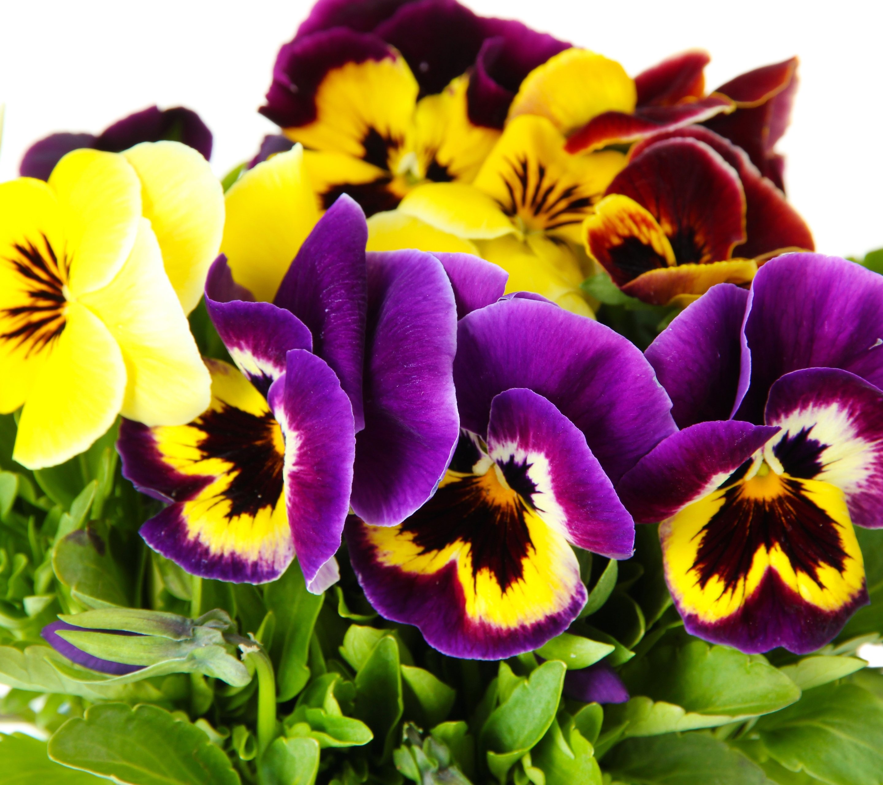 Descarga gratuita de fondo de pantalla para móvil de Flores, Flor, De Cerca, Tierra, Flor Amarilla, Flor Purpura, Tierra/naturaleza, Viola × Wittrockiana.