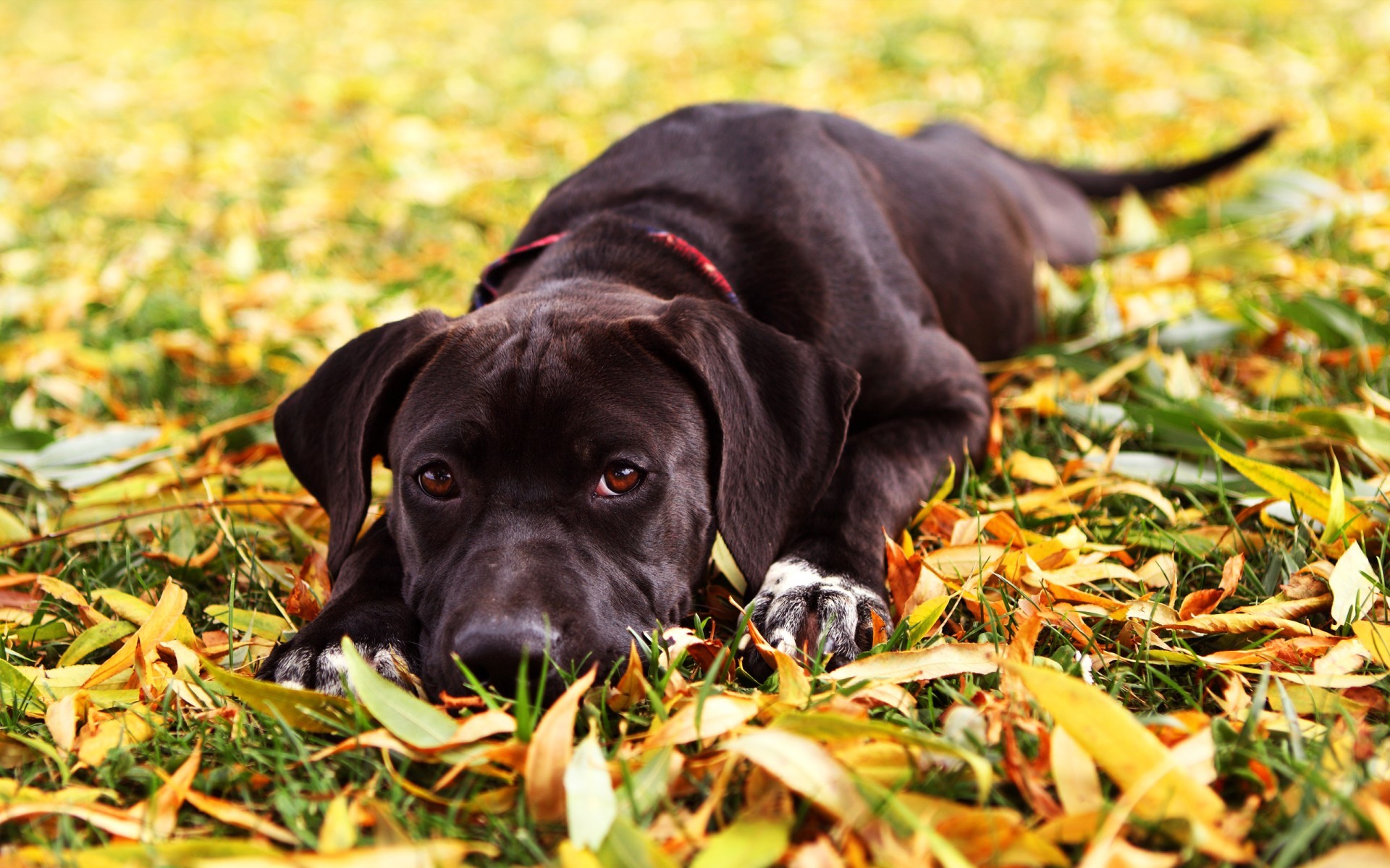 Free download wallpaper Animals, Dogs, Autumn on your PC desktop