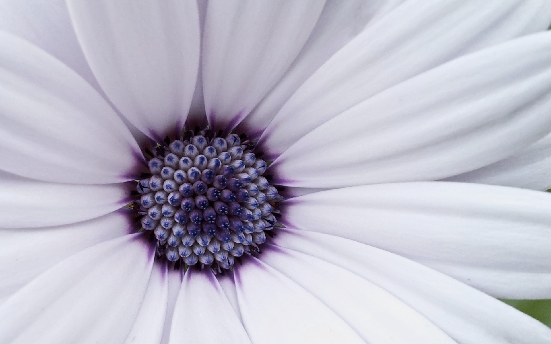 Téléchargez gratuitement l'image Fleurs, Fleur, Marguerite, Fleur Blanche, Terre/nature sur le bureau de votre PC