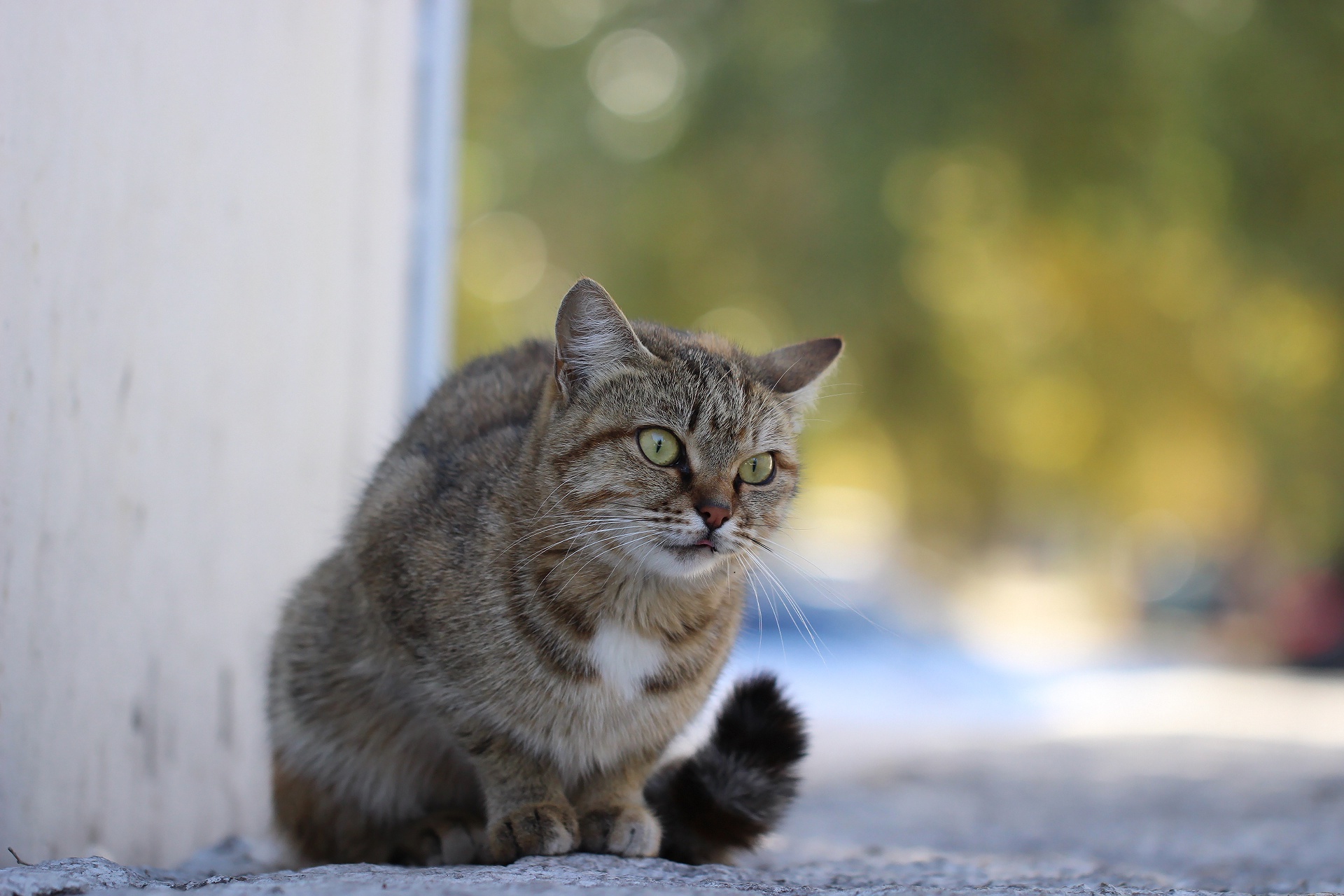 Handy-Wallpaper Tiere, Katzen, Katze kostenlos herunterladen.