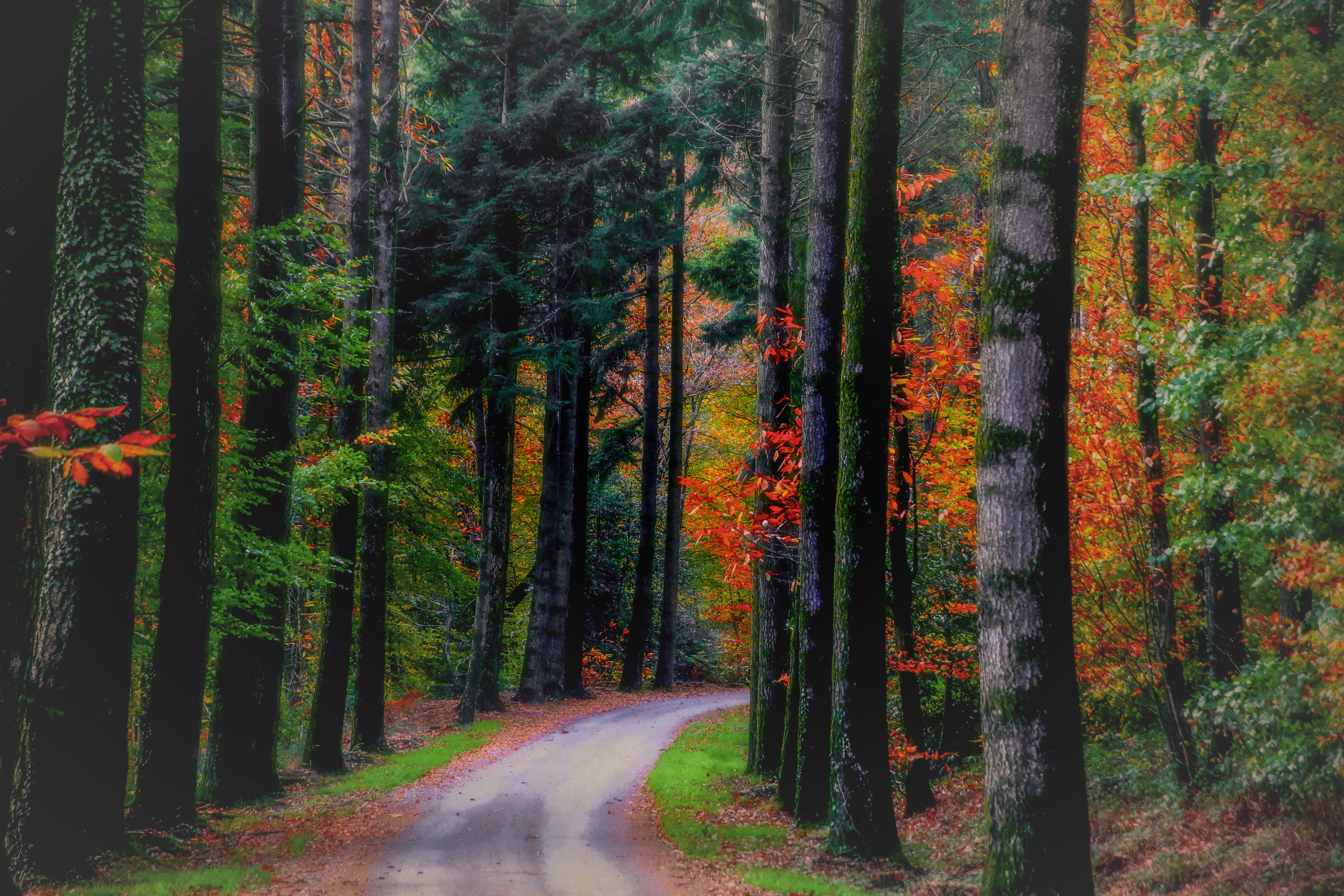 Handy-Wallpaper Natur, Herbst, Wald, Baum, Pfad, Erde/natur kostenlos herunterladen.