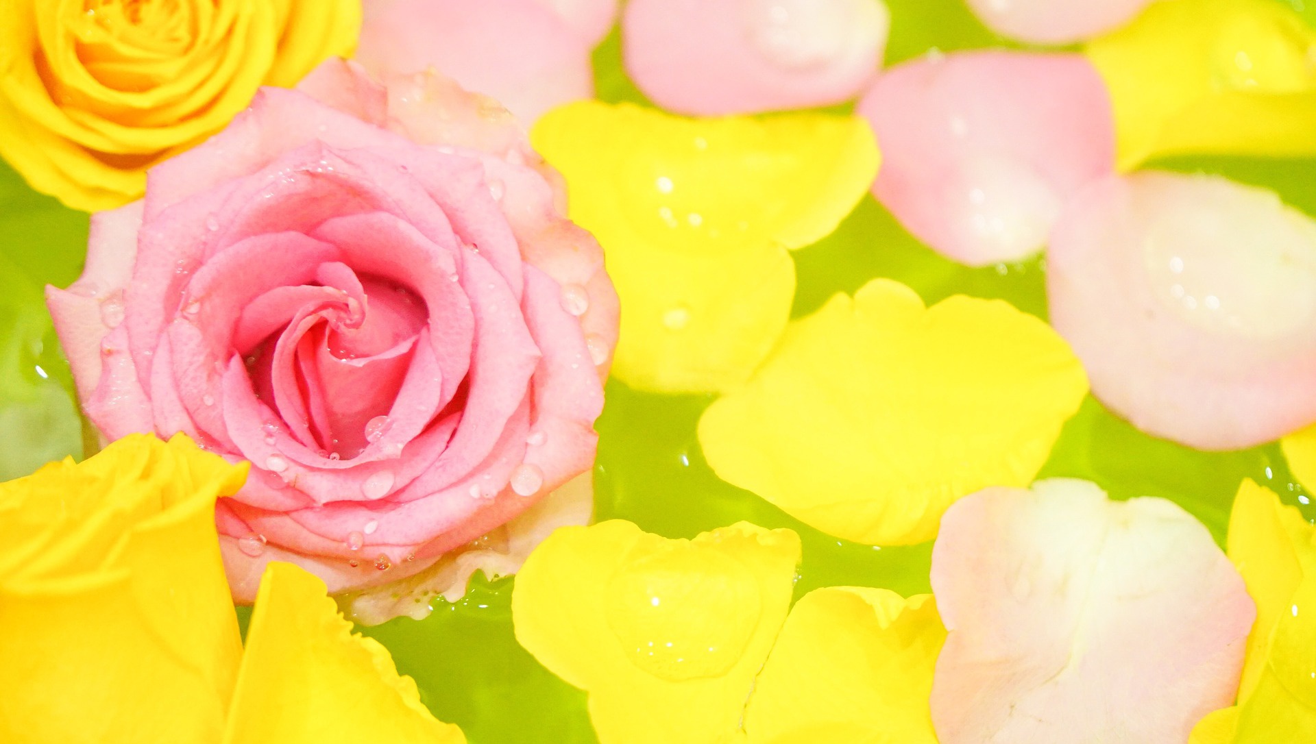 Download mobile wallpaper Flowers, Flower, Rose, Close Up, Earth, Petal, Pink Flower for free.