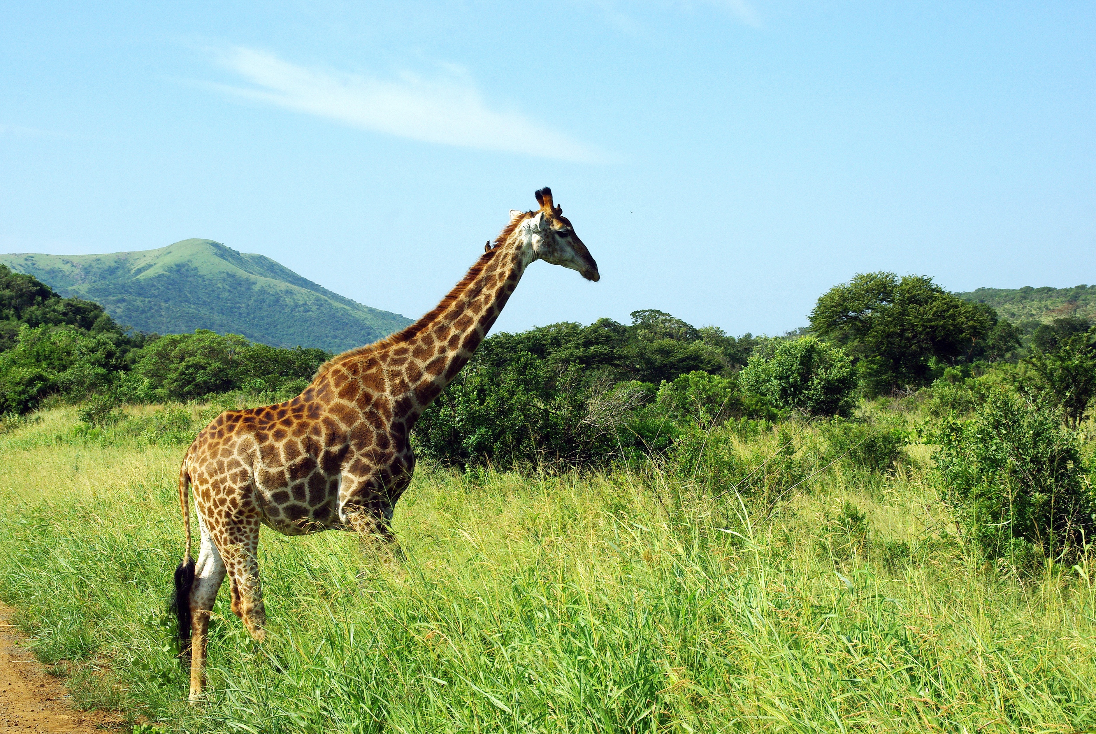 Download mobile wallpaper Landscape, Grass, Animal, National Park, Giraffe, Savannah for free.