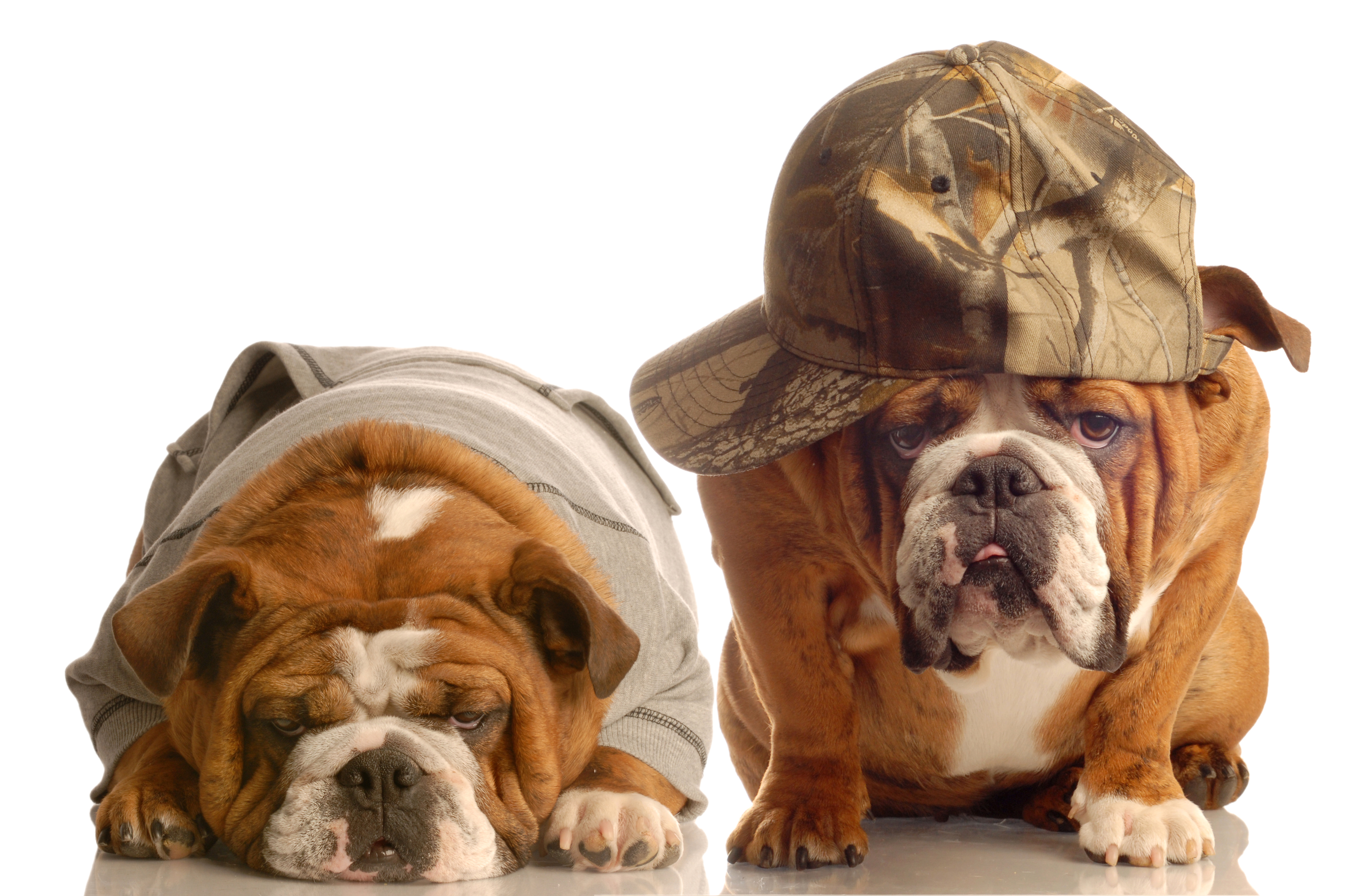 Download mobile wallpaper Dogs, Dog, Animal, Cap, Bulldog for free.