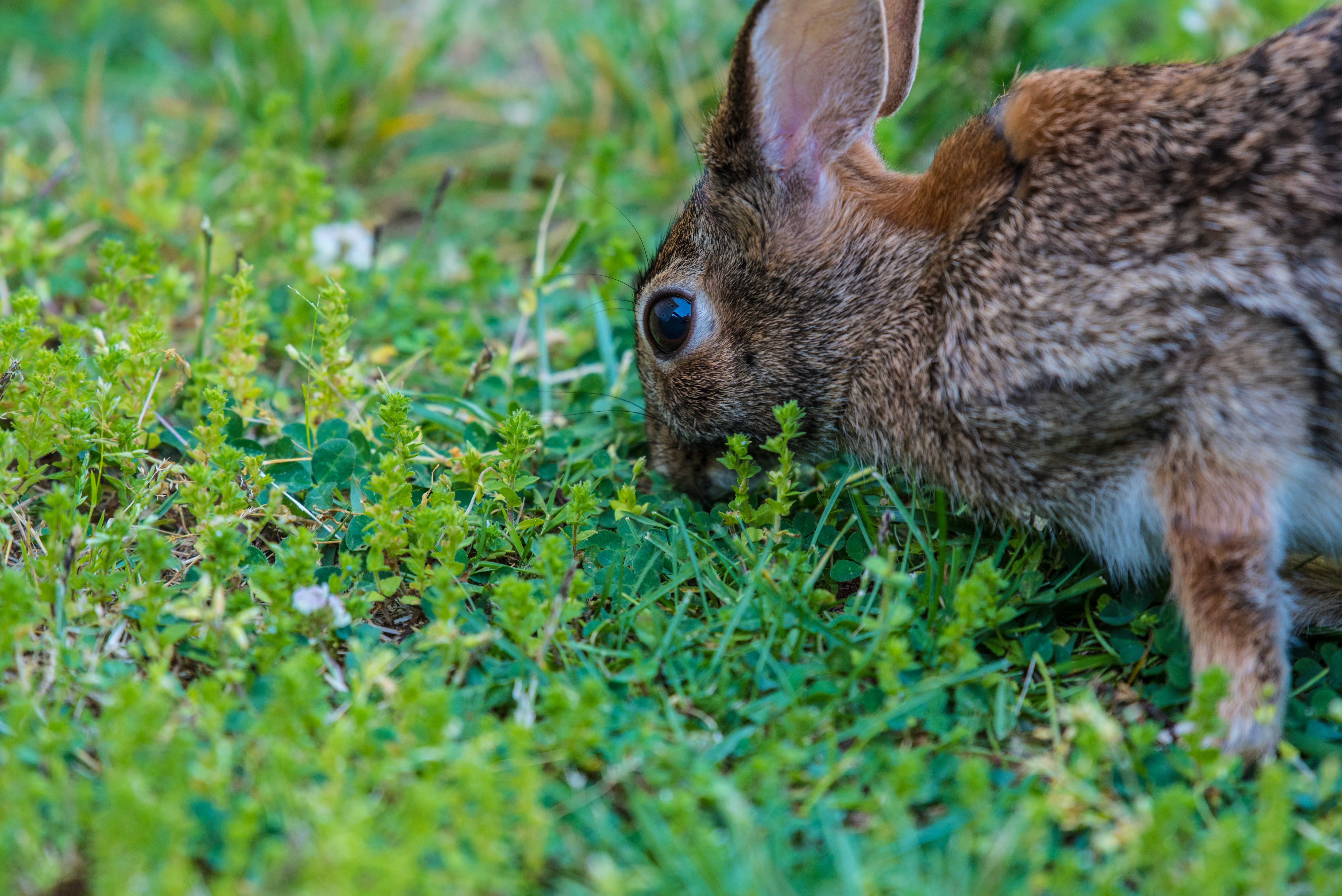Free download wallpaper Animals, Food, Grass, Hare, Eyes on your PC desktop