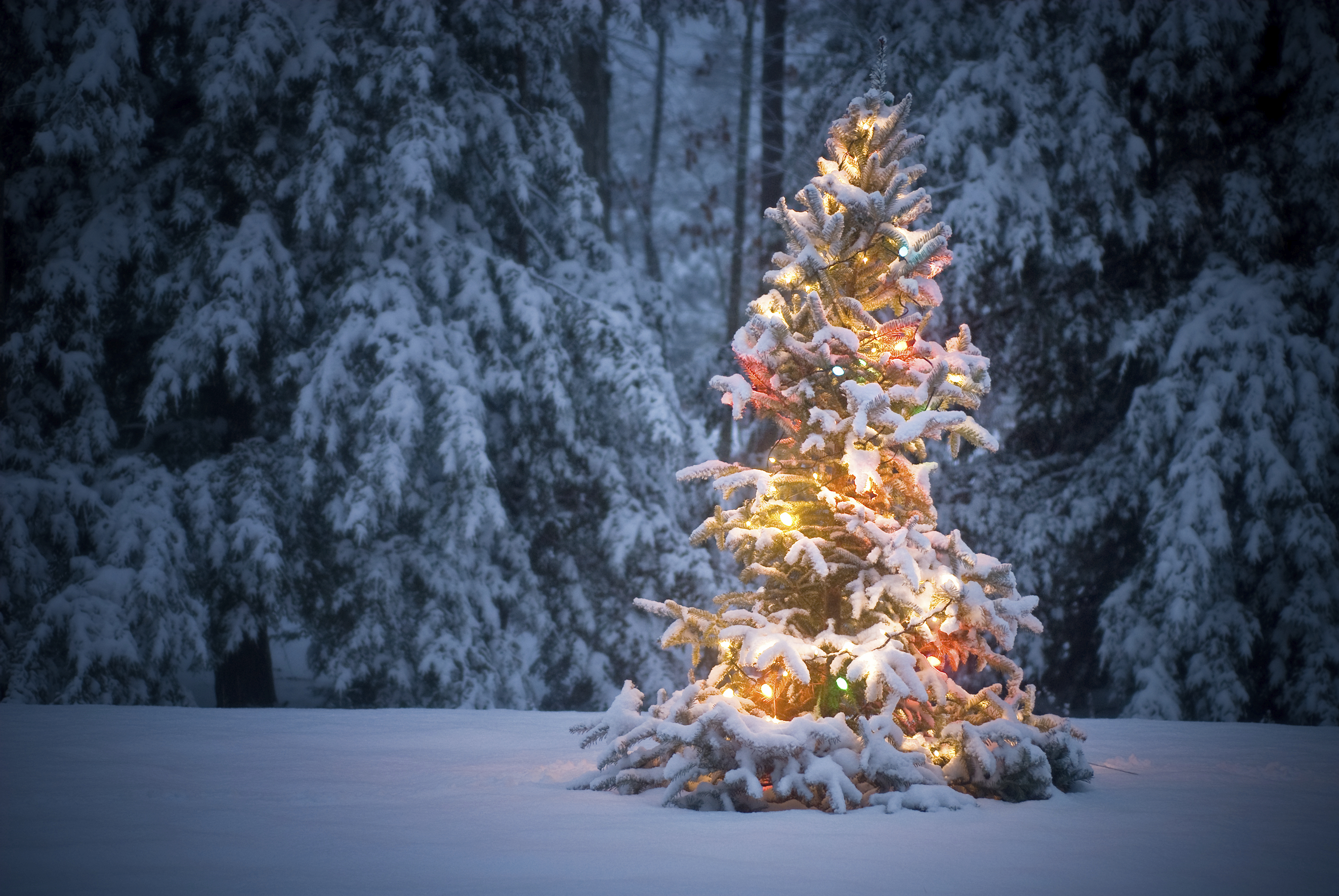 552079 Hintergrundbild herunterladen weihnachtsbaum, weihnachten, schnee, feiertage, weihnachtsbeleuchtung, winter - Bildschirmschoner und Bilder kostenlos