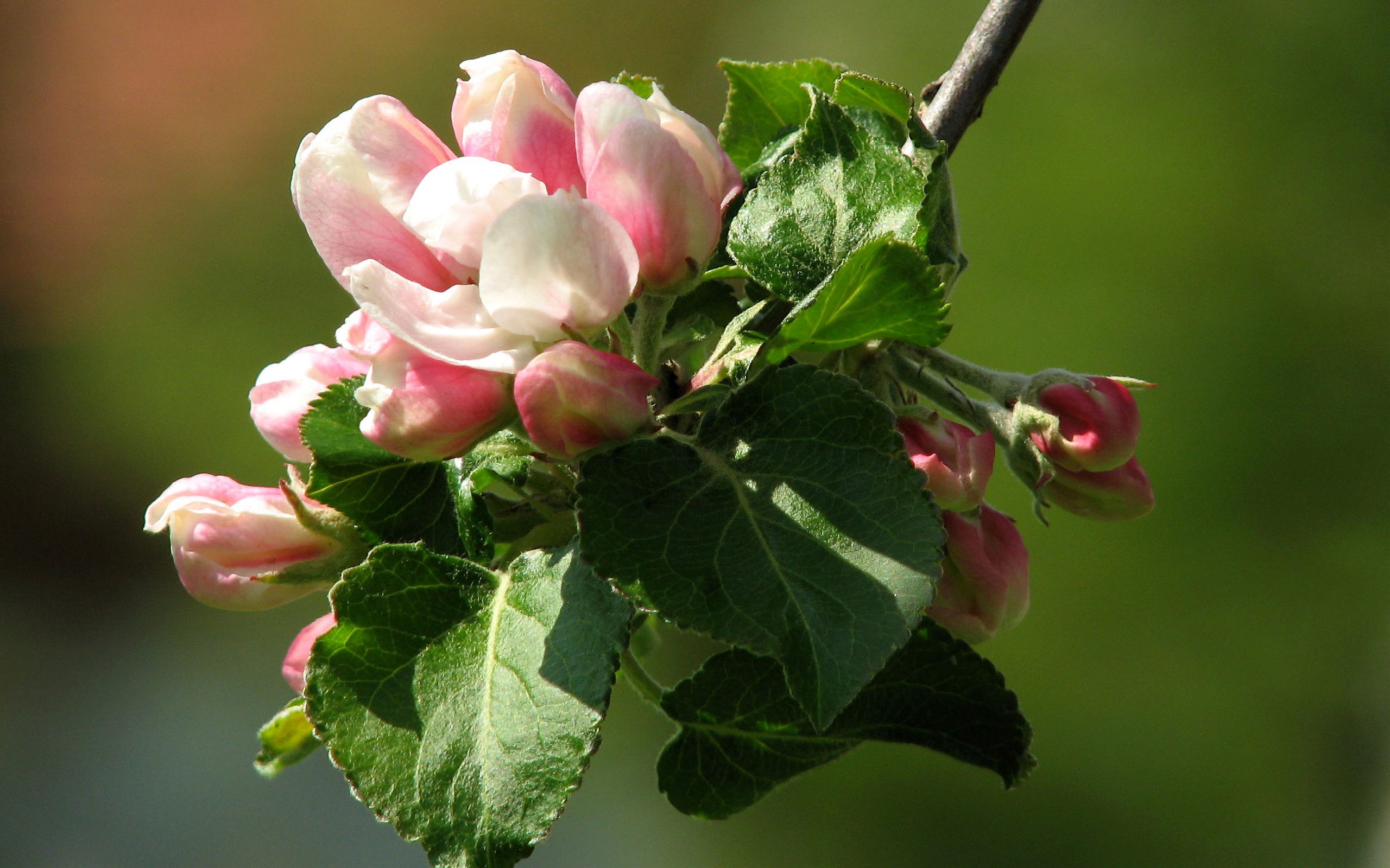 Descarga gratuita de fondo de pantalla para móvil de Flores, Flor, Tierra/naturaleza.