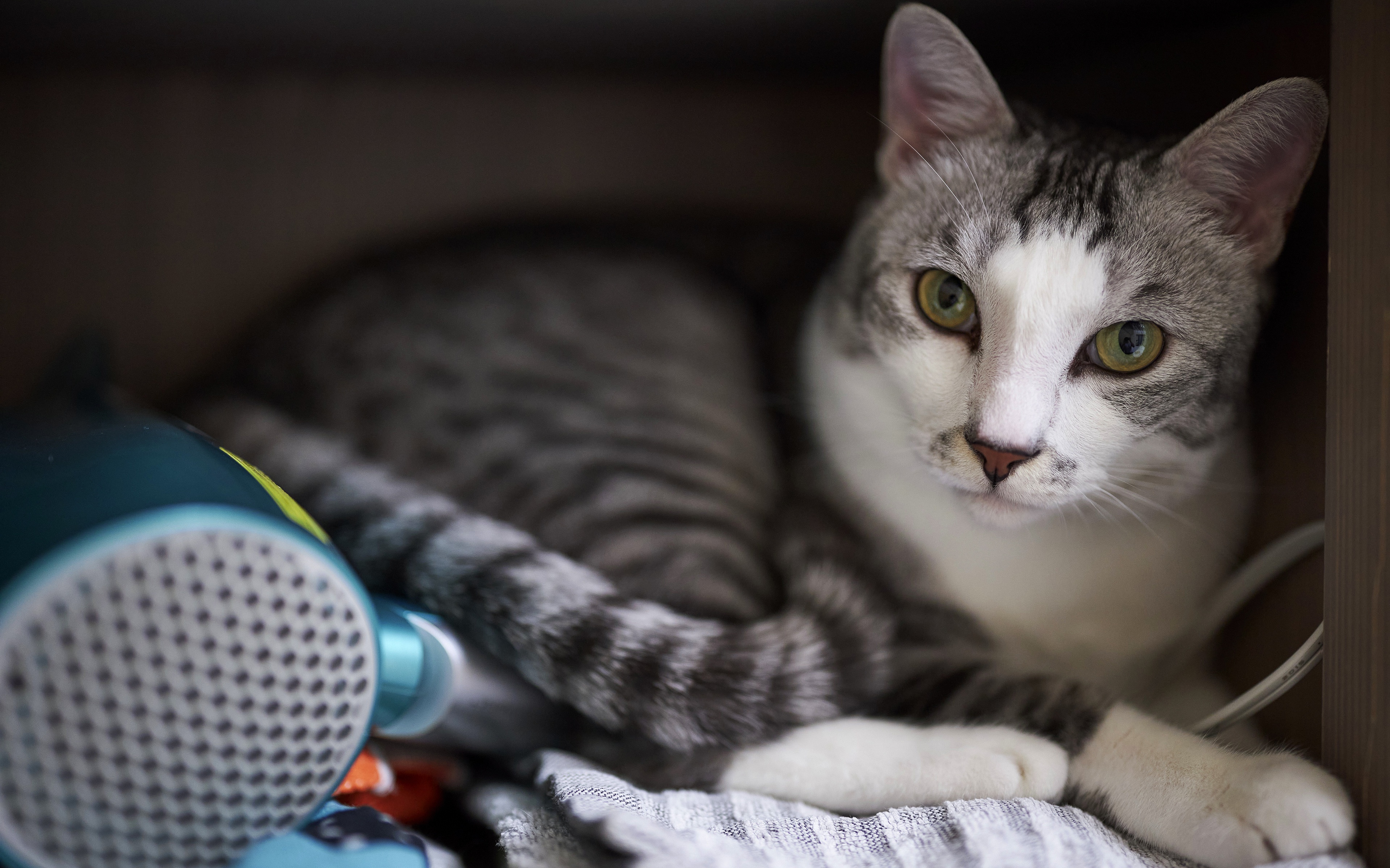 Téléchargez gratuitement l'image Animaux, Chats, Chat sur le bureau de votre PC