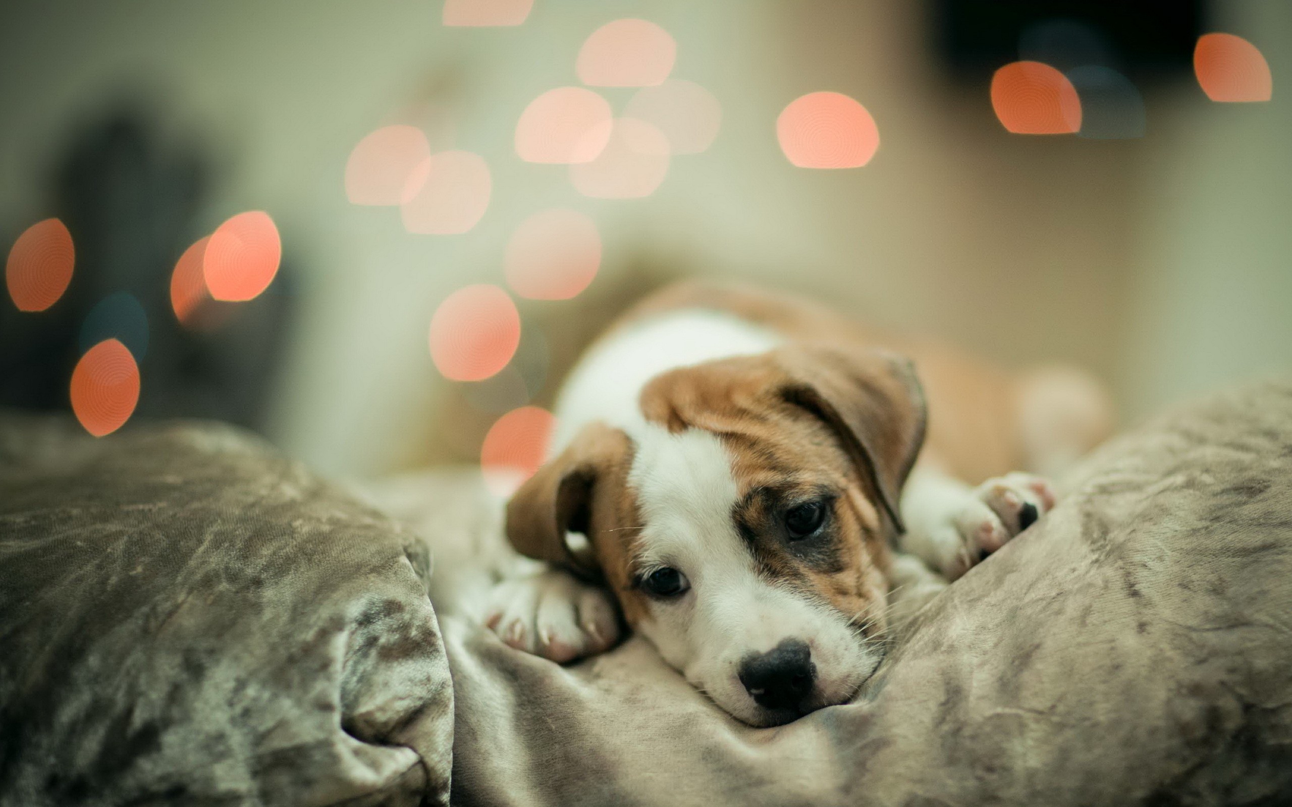 Téléchargez gratuitement l'image Chiens, Chien, Animaux sur le bureau de votre PC