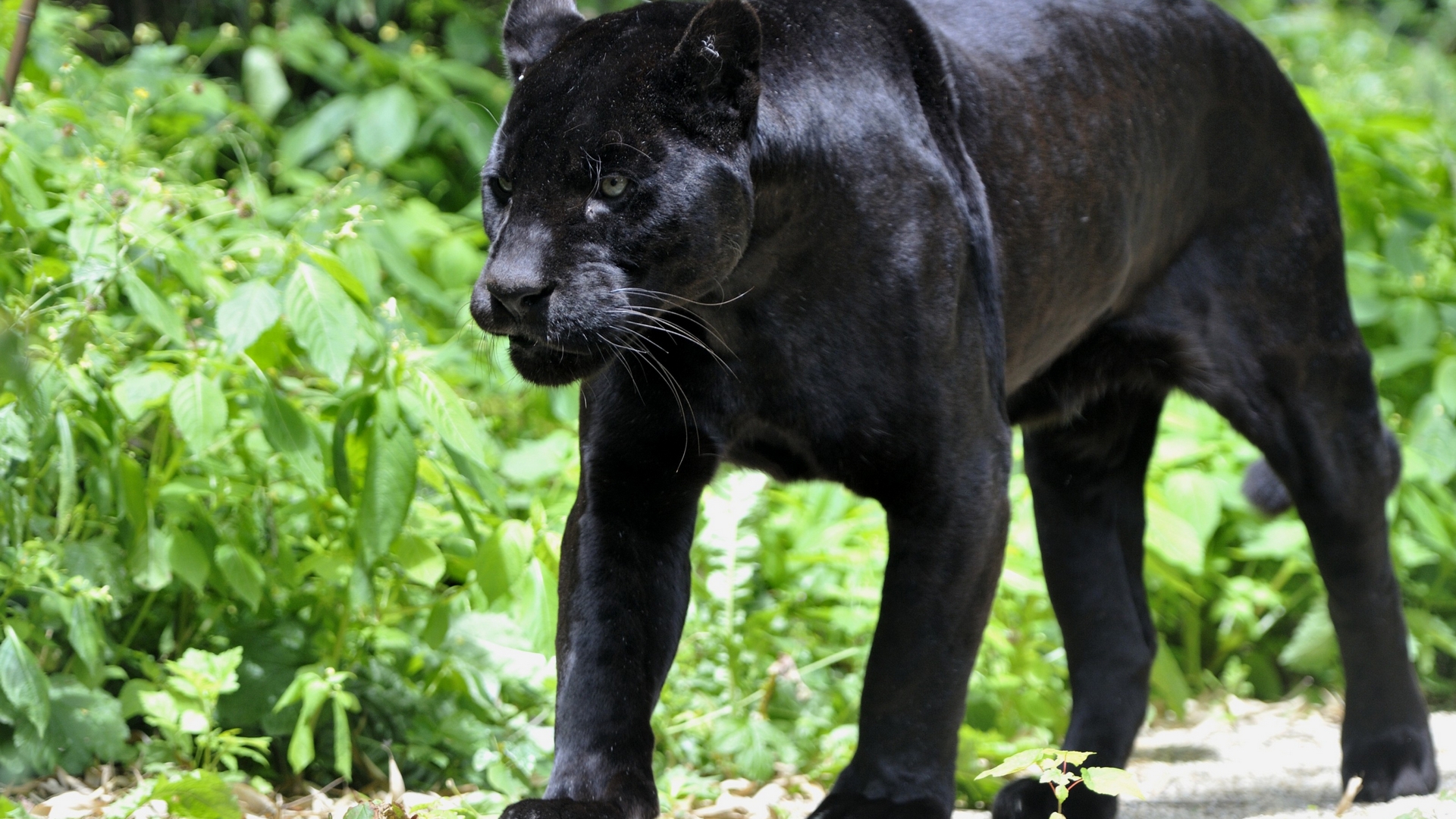 Скачать обои бесплатно Черная Пантера, Животные, Кошки картинка на рабочий стол ПК