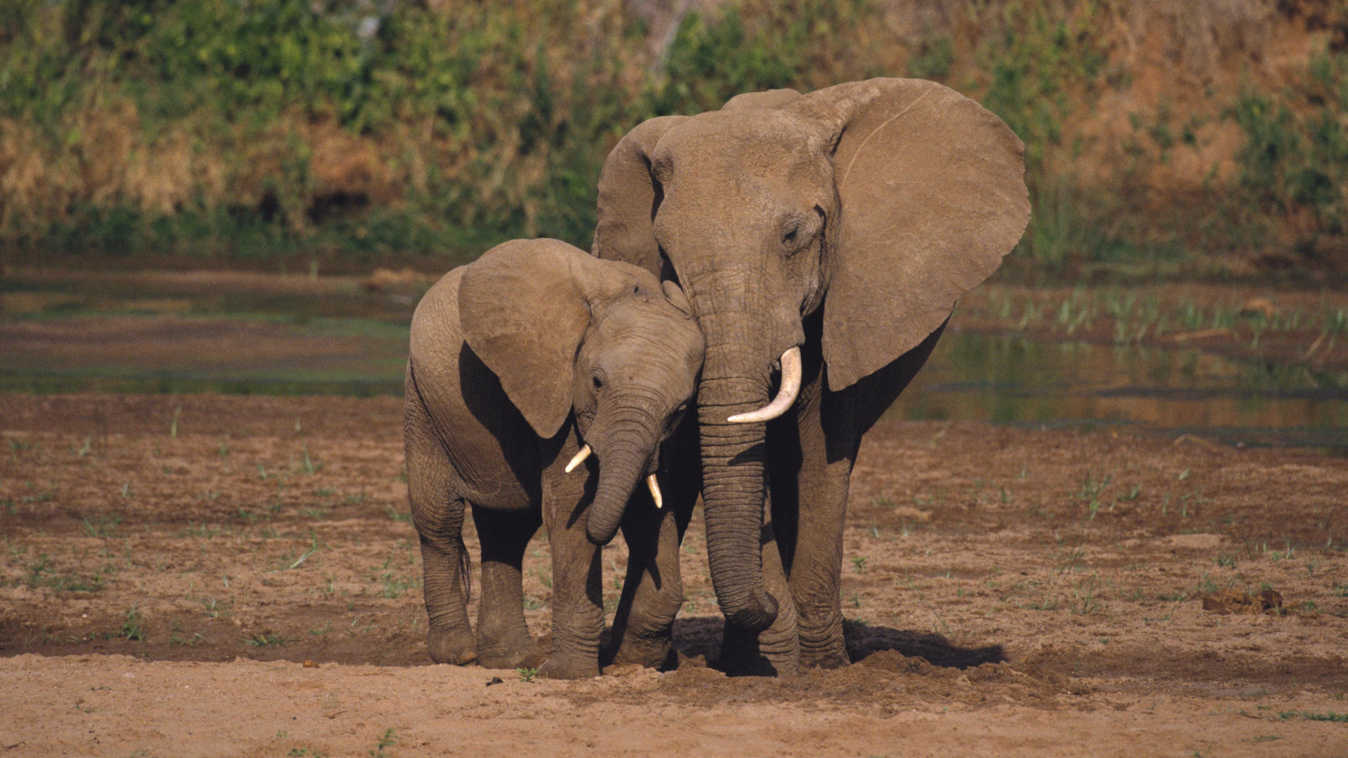 Handy-Wallpaper Tiere, Afrikanischer Elefant kostenlos herunterladen.