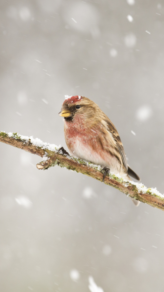 Téléchargez des papiers peints mobile Animaux, Oiseau, Des Oiseaux gratuitement.