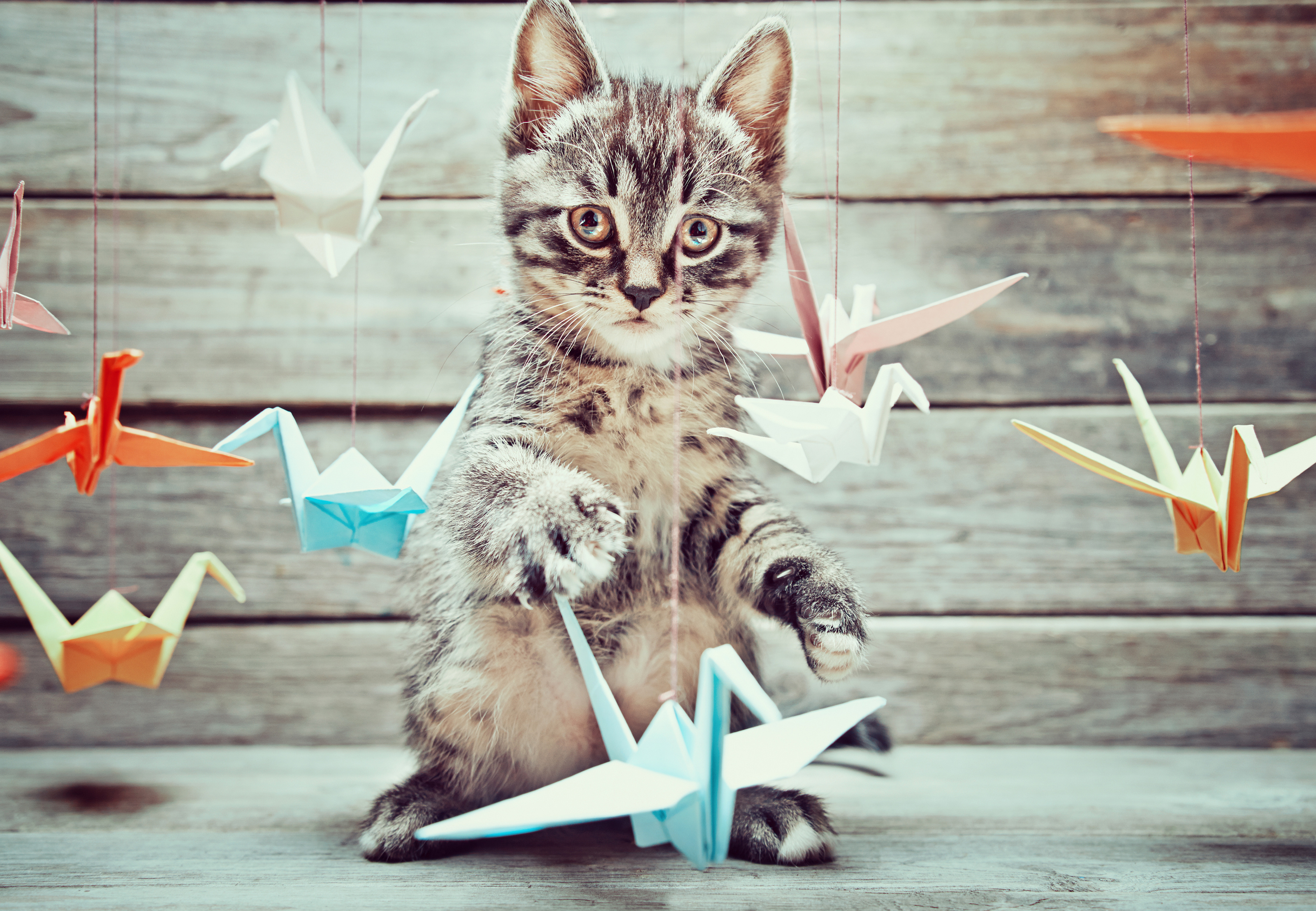 Скачати мобільні шпалери Кішка, Тварина, Коти, Орігамі безкоштовно.