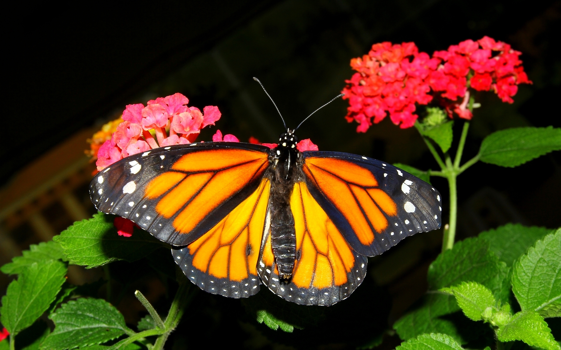 650716 Bildschirmschoner und Hintergrundbilder Schmetterlinge auf Ihrem Telefon. Laden Sie  Bilder kostenlos herunter