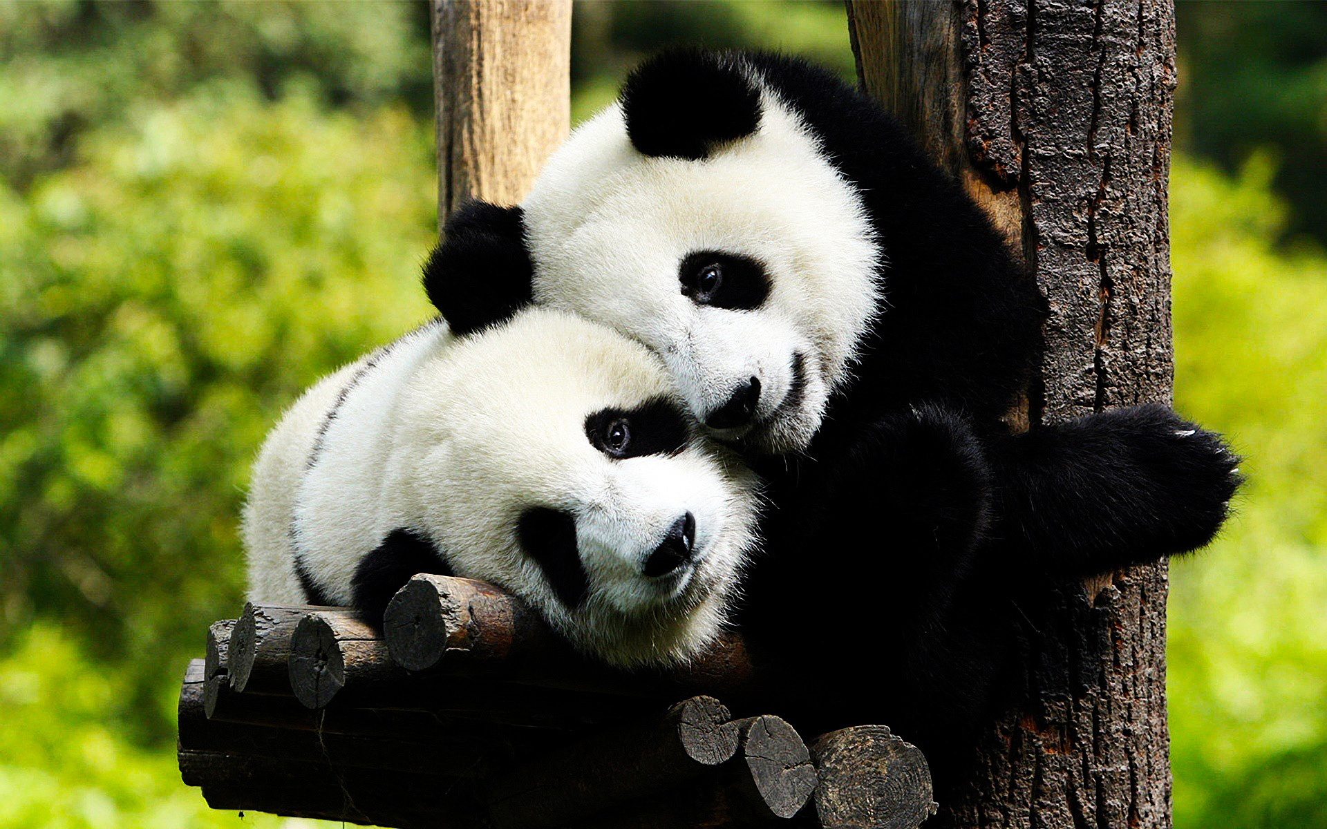 567630 descargar fondo de pantalla animales, panda, oso: protectores de pantalla e imágenes gratis