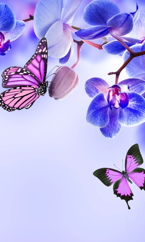 Descarga gratuita de fondo de pantalla para móvil de Flores, Flor, Mariposa, Orquídea, Tierra/naturaleza, Flor Azul.