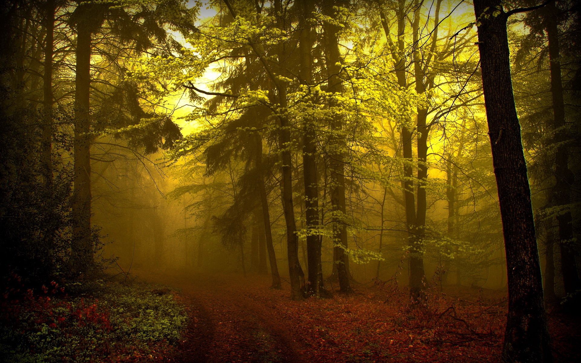 trail, nature, trees, forest, fog, path, haze, young growth, teen, mysterious