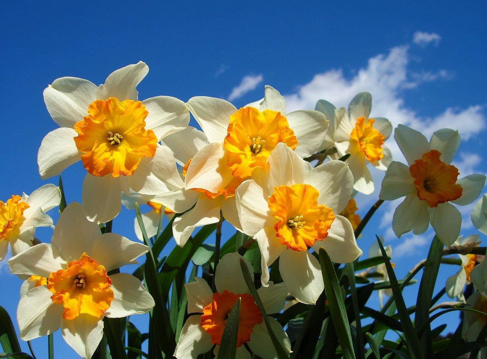 narcissussi, flowerbed, flowers, sky, flower bed, spring, sunny