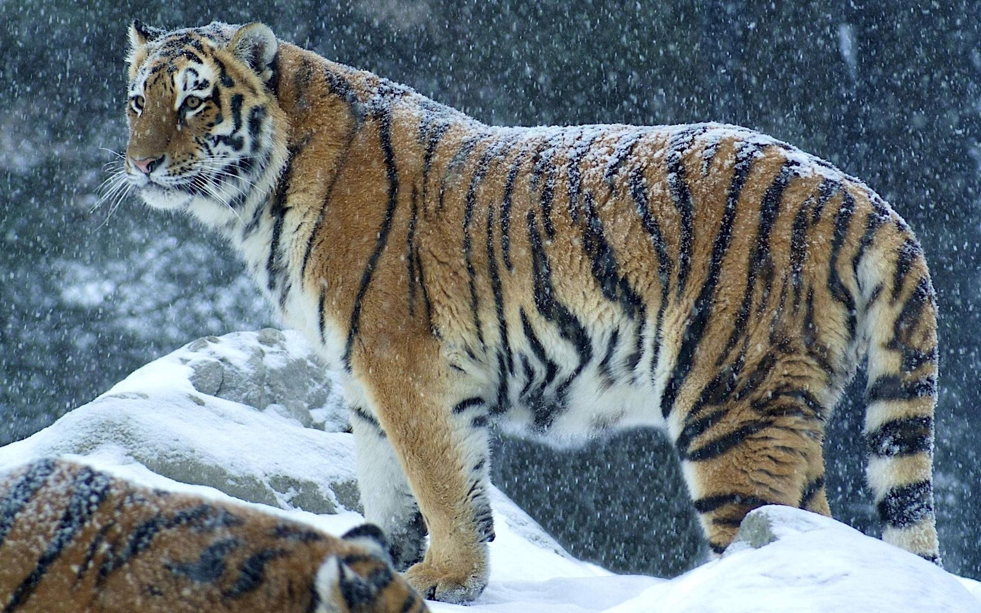 118737 Bild herunterladen tiere, winter, schnee, raubtier, predator, tiger, stehen, stand - Hintergrundbilder und Bildschirmschoner kostenlos