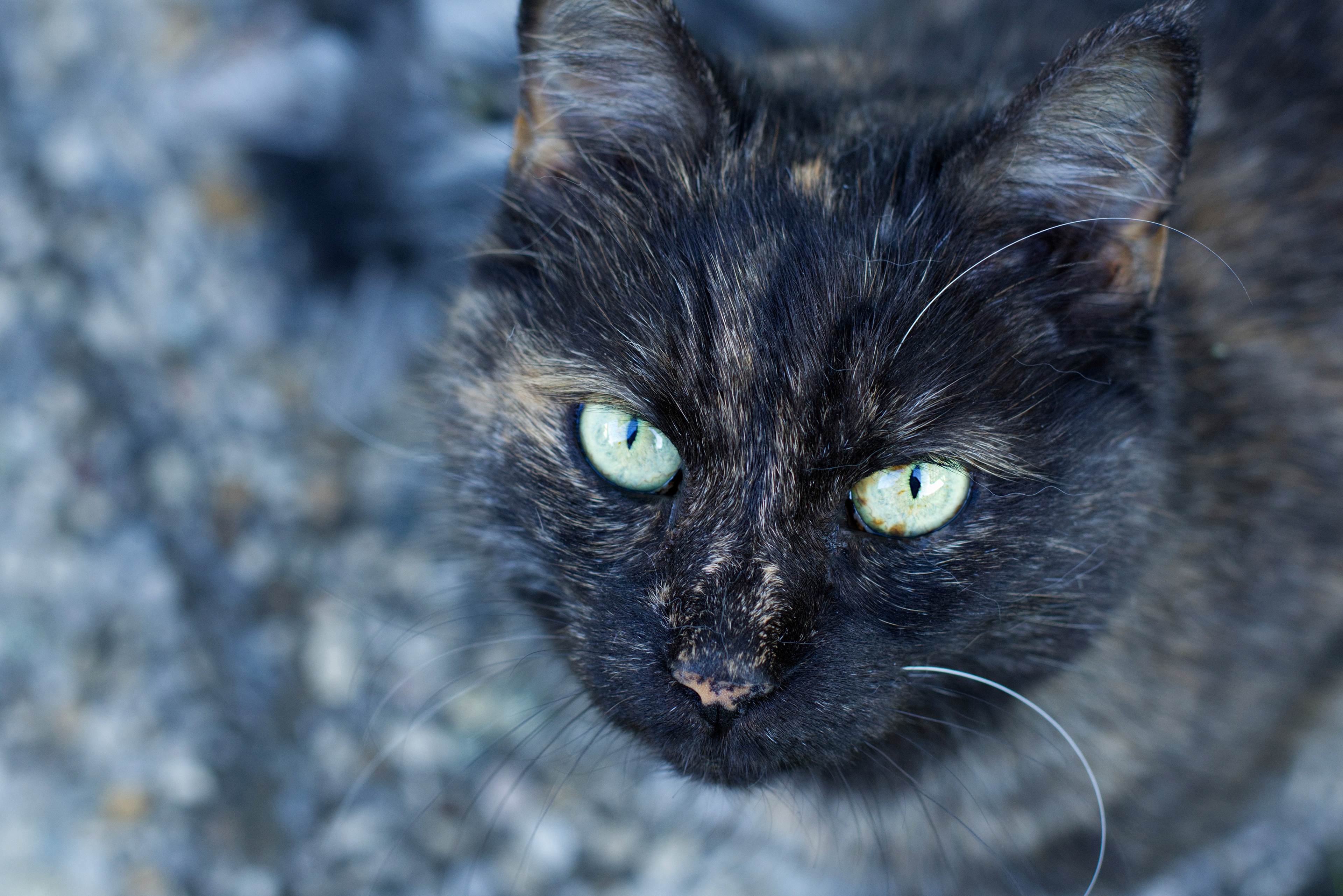 Laden Sie das Tiere, Katzen, Katze, Starren-Bild kostenlos auf Ihren PC-Desktop herunter