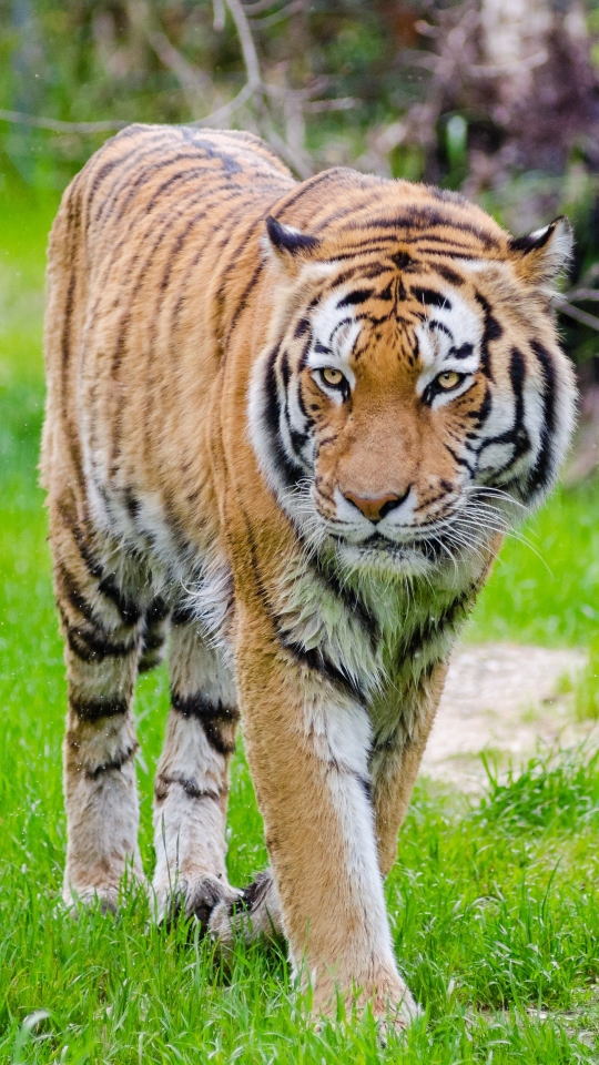 Download mobile wallpaper Cats, Tiger, Animal for free.