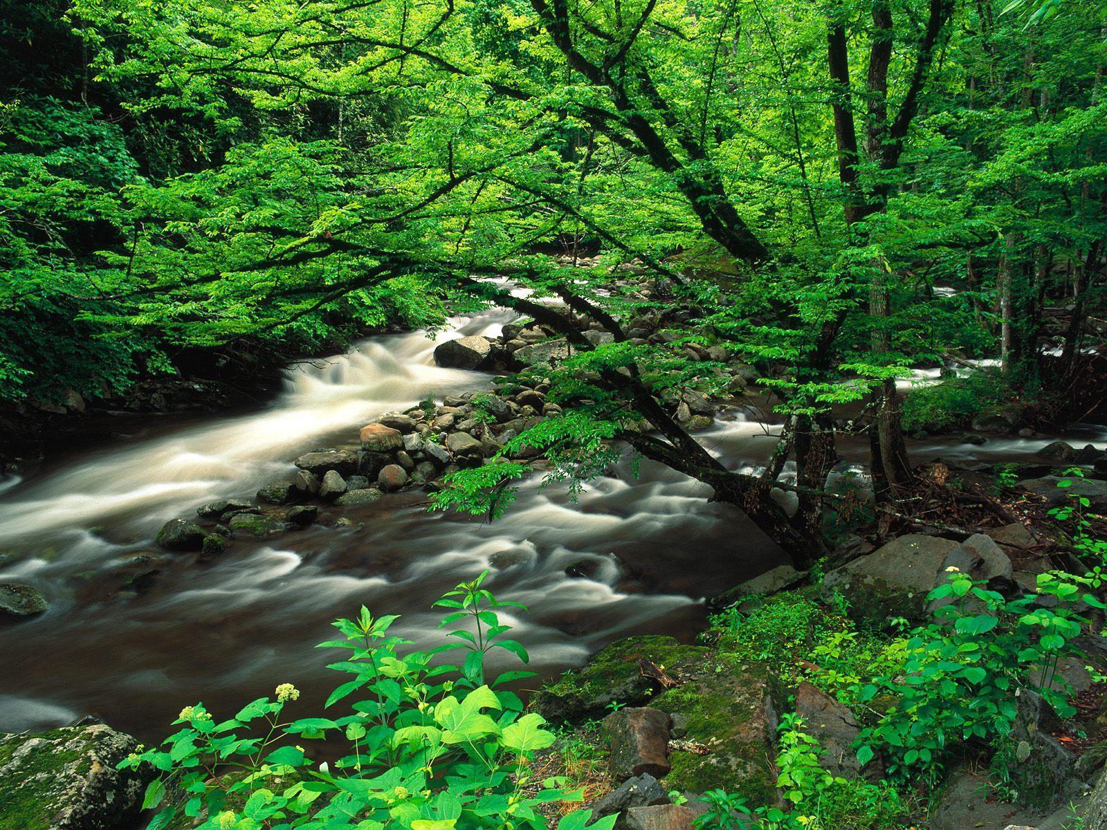 無料モバイル壁紙川, 木, 風景をダウンロードします。