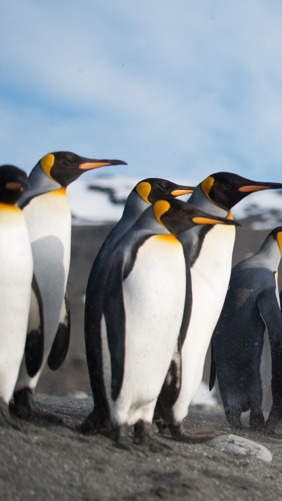 Handy-Wallpaper Tiere, Vögel, Vogel, Pinguin kostenlos herunterladen.