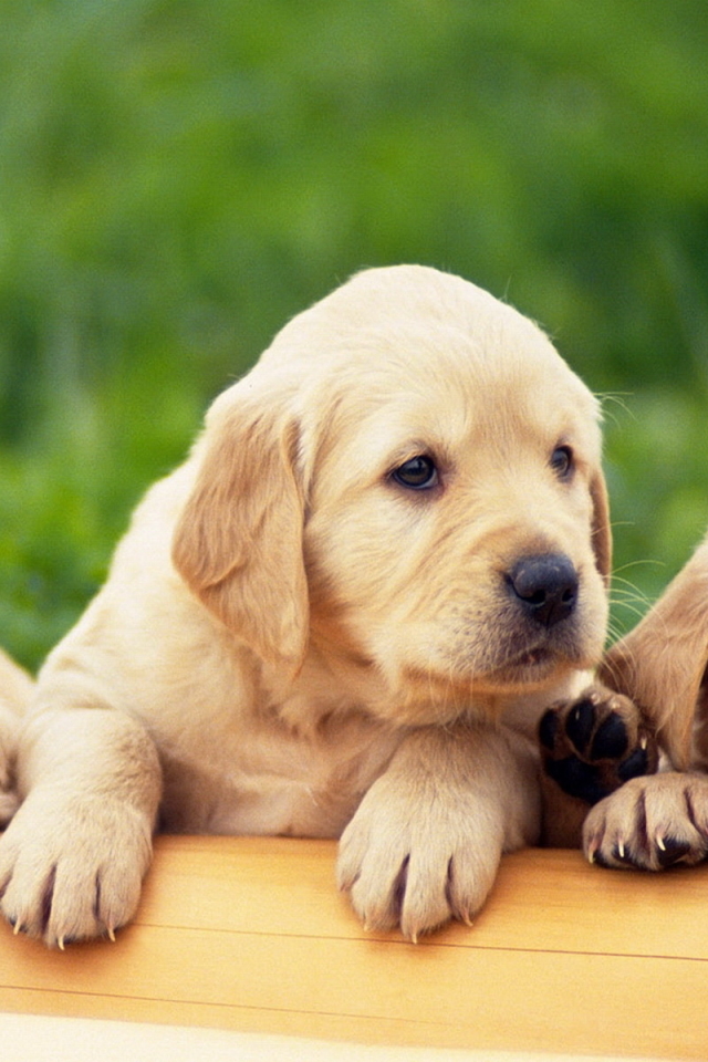 Handy-Wallpaper Tiere, Hunde, Hund, Welpen, Golden Retriever, Welpe kostenlos herunterladen.