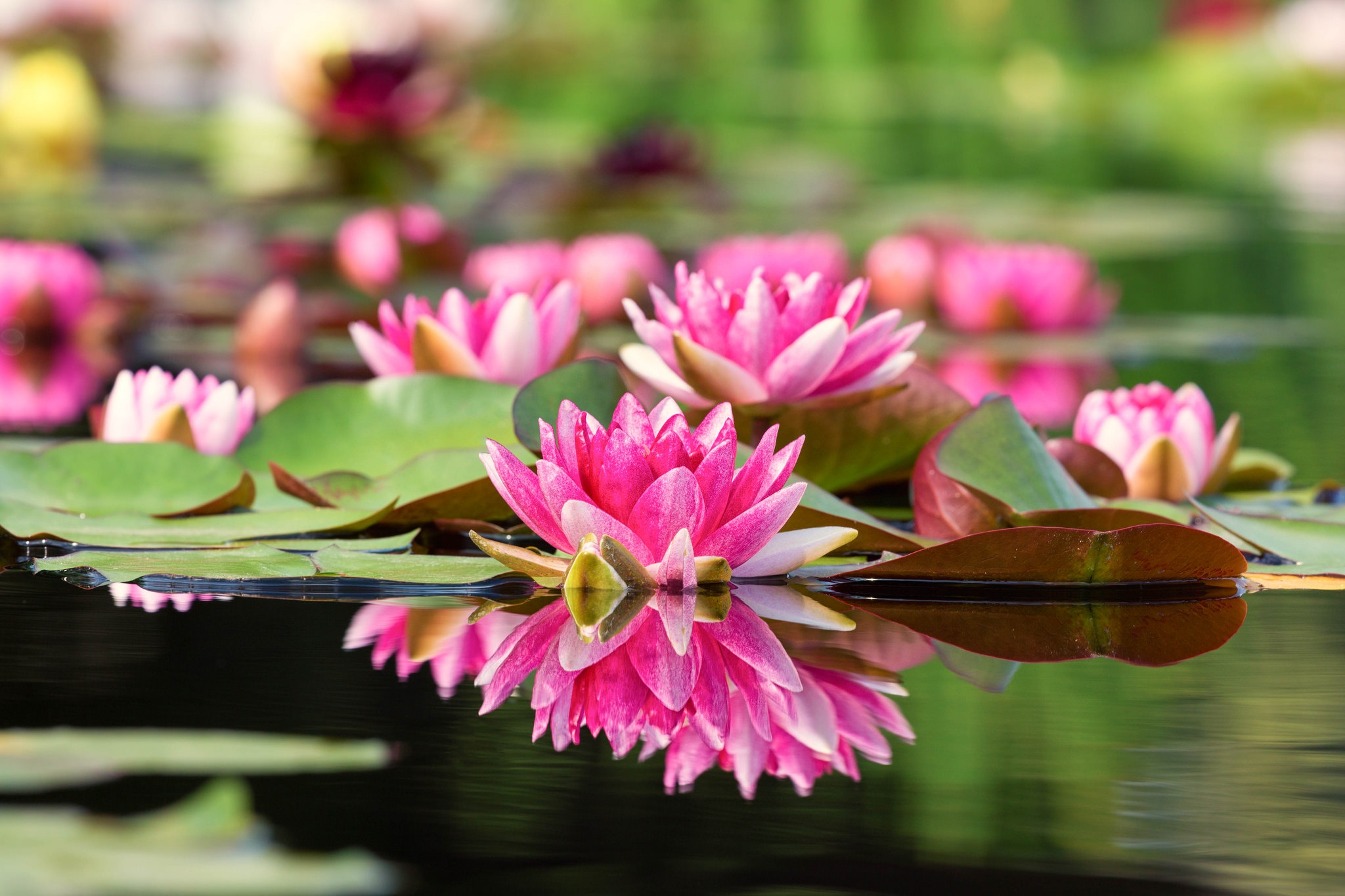 Free download wallpaper Nature, Flowers, Water, Reflection, Flower, Earth, Water Lily, Pink Flower, Depth Of Field on your PC desktop