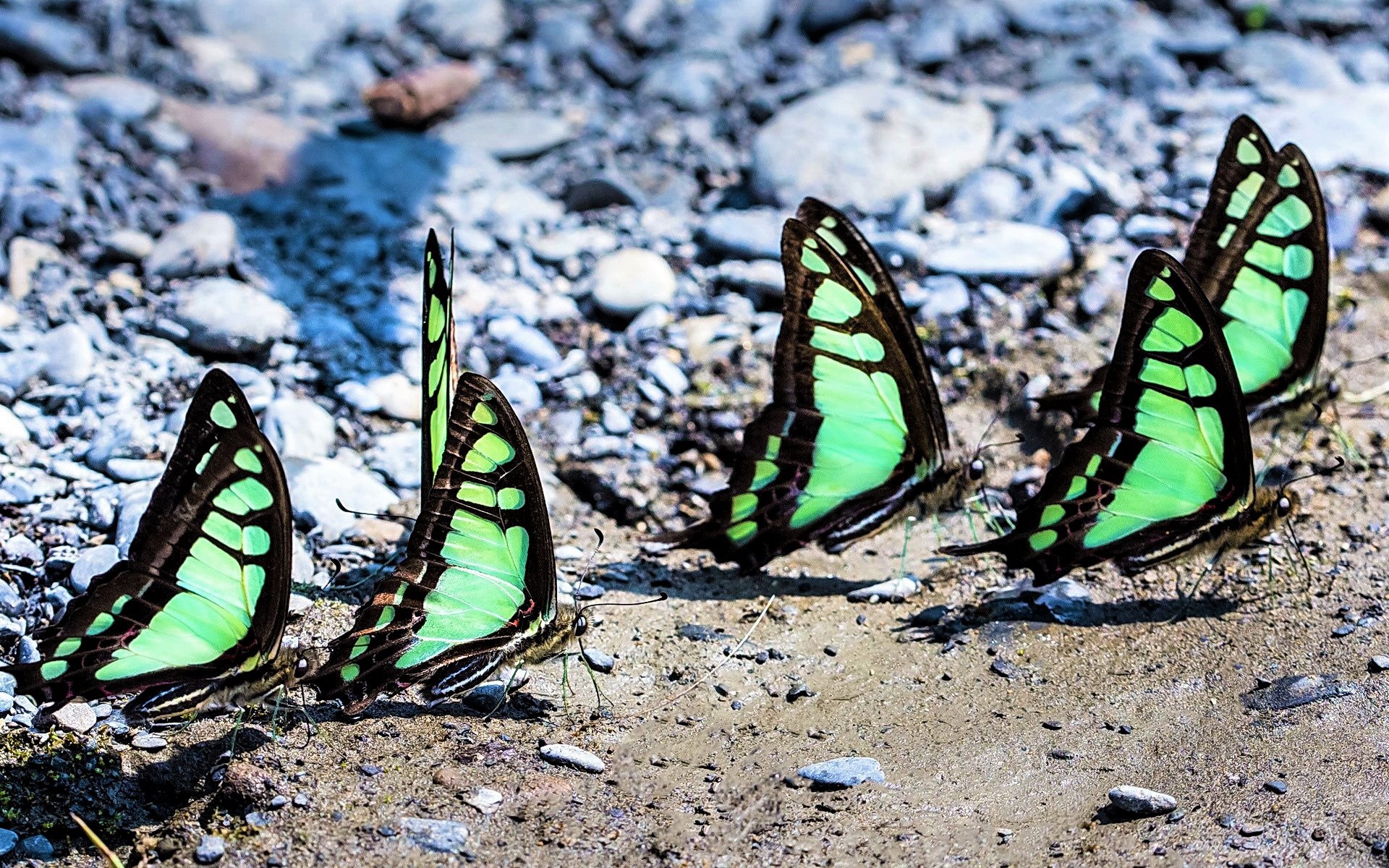 Free download wallpaper Butterfly, Animal on your PC desktop