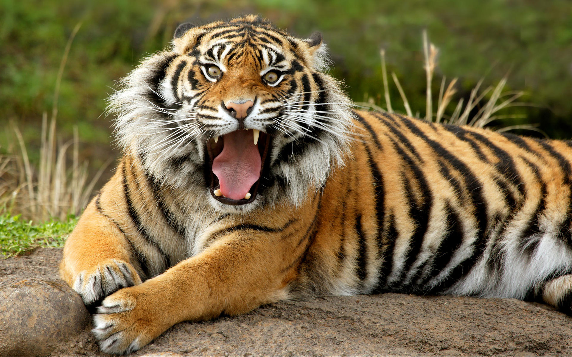 269429 descargar fondo de pantalla animales, tigre, california, gato, san diego, tigre de sumatra, gatos: protectores de pantalla e imágenes gratis