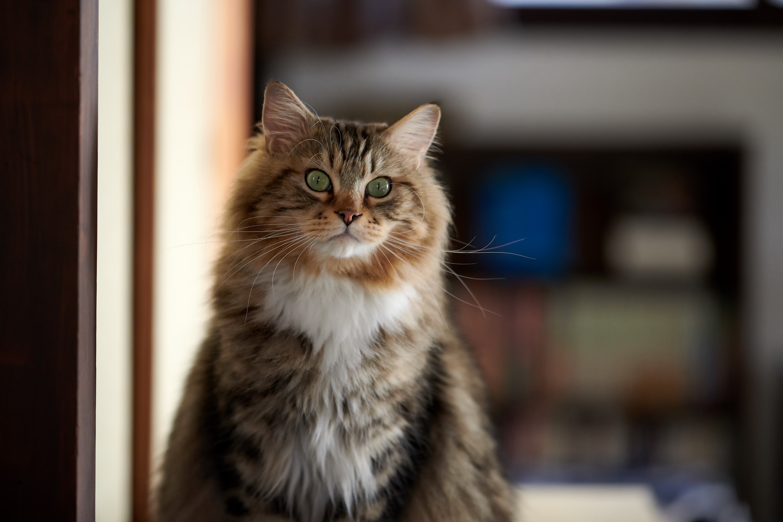 Téléchargez gratuitement l'image Animaux, Chats, Chat, Profondeur De Champ sur le bureau de votre PC