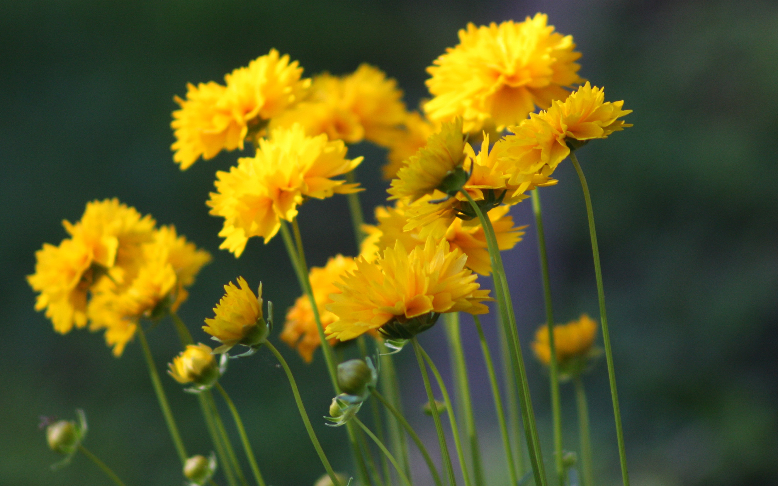 Descarga gratis la imagen Flores, Flor, Tierra/naturaleza en el escritorio de tu PC