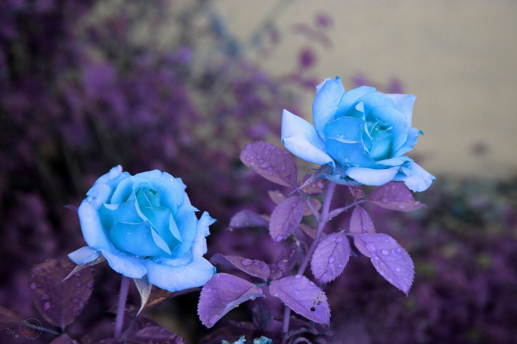 Free download wallpaper Flowers, Flower, Rose, Earth, Blue Flower on your PC desktop