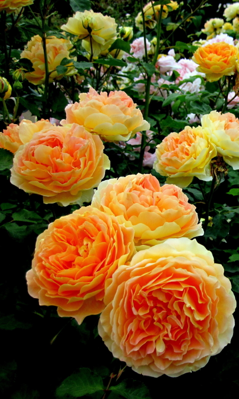Handy-Wallpaper Blumen, Blume, Rose, Nahansicht, Garten, Gelbe Blume, Erde/natur, Strauch, Rosenstrauch kostenlos herunterladen.