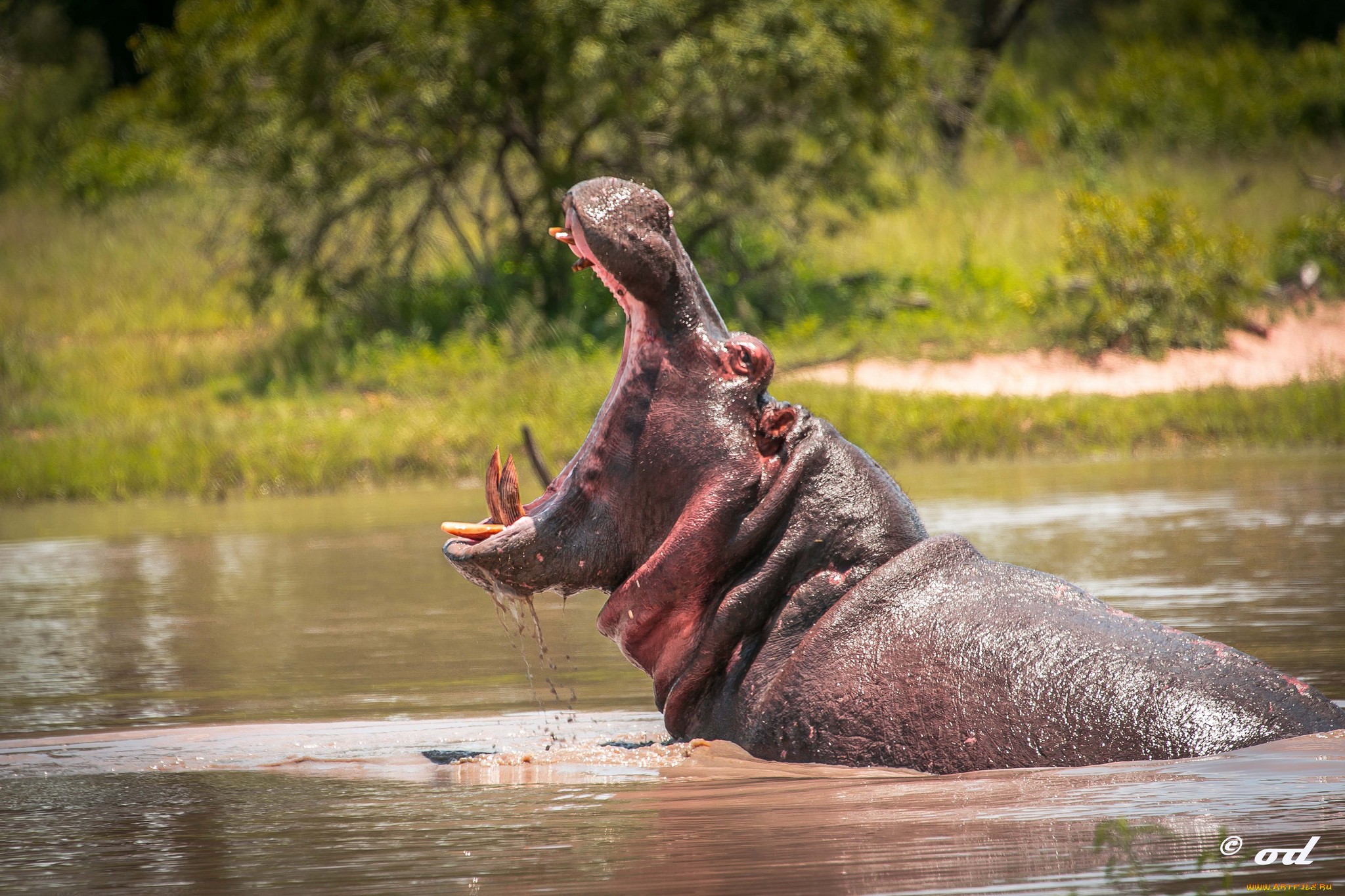 570074 baixar papel de parede animais, hipopótamo - protetores de tela e imagens gratuitamente