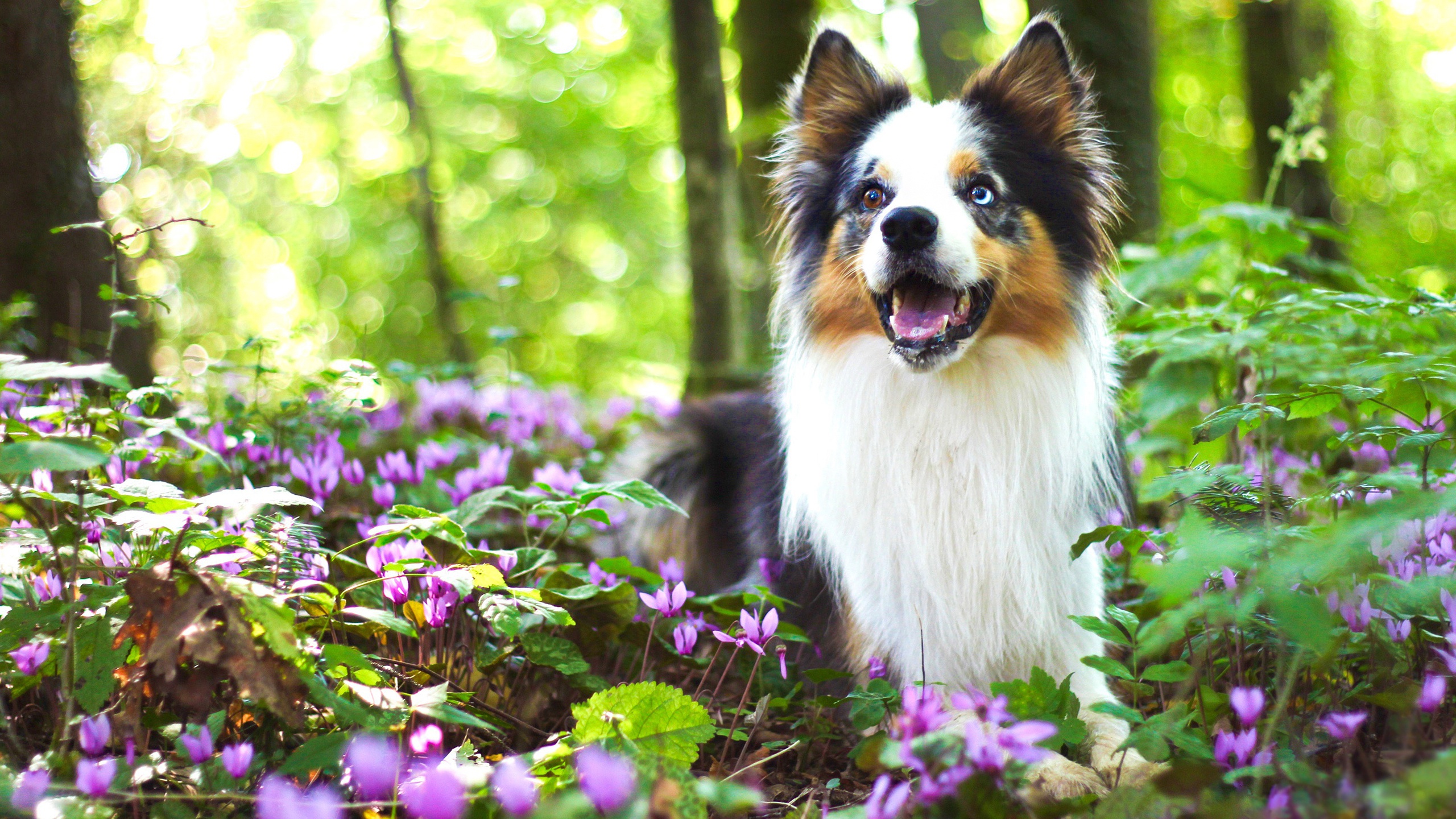 PCデスクトップに動物, 花, 犬, ボケ, ボーダーコリー画像を無料でダウンロード