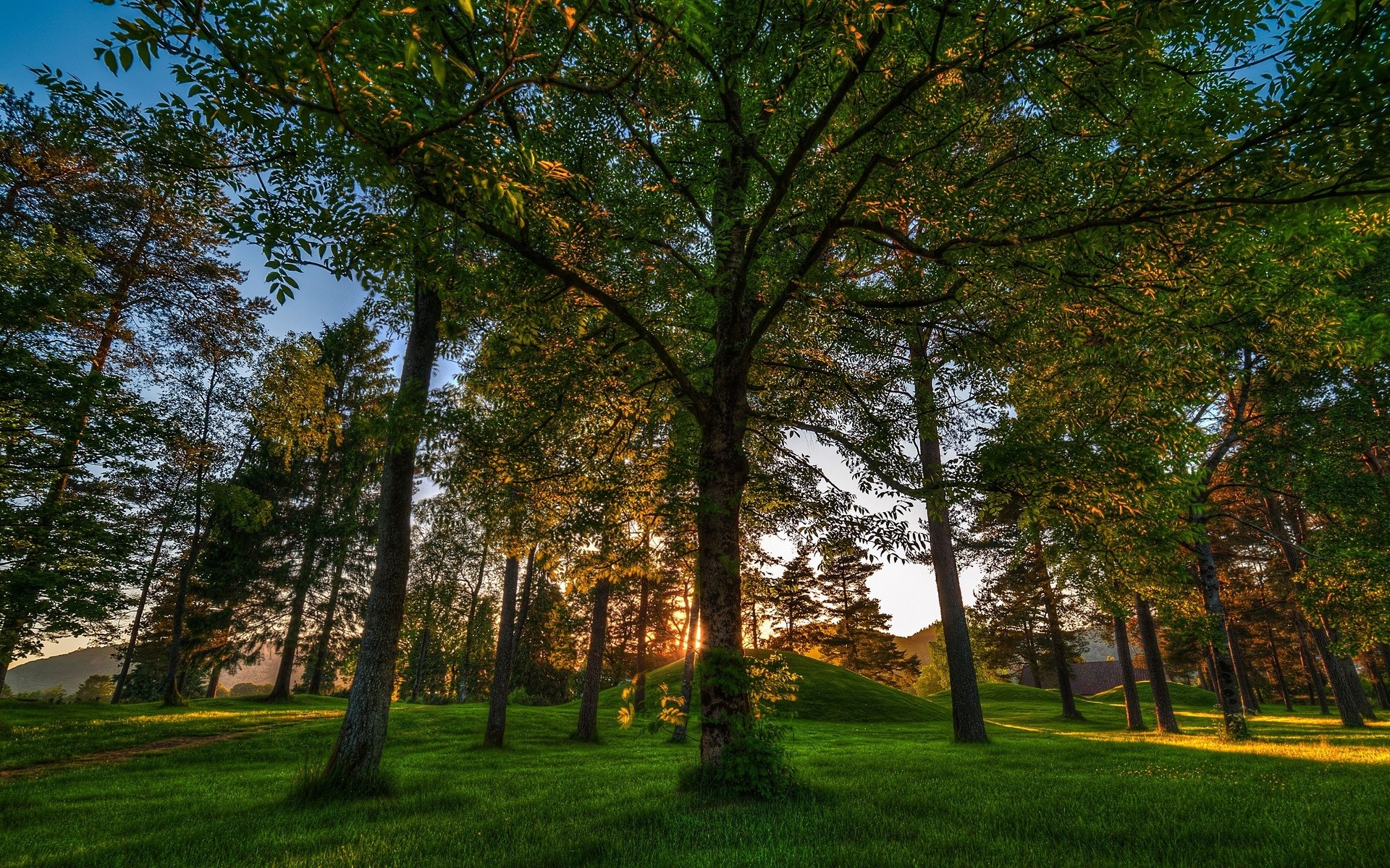 Descarga gratis la imagen Árbol, Tierra/naturaleza en el escritorio de tu PC