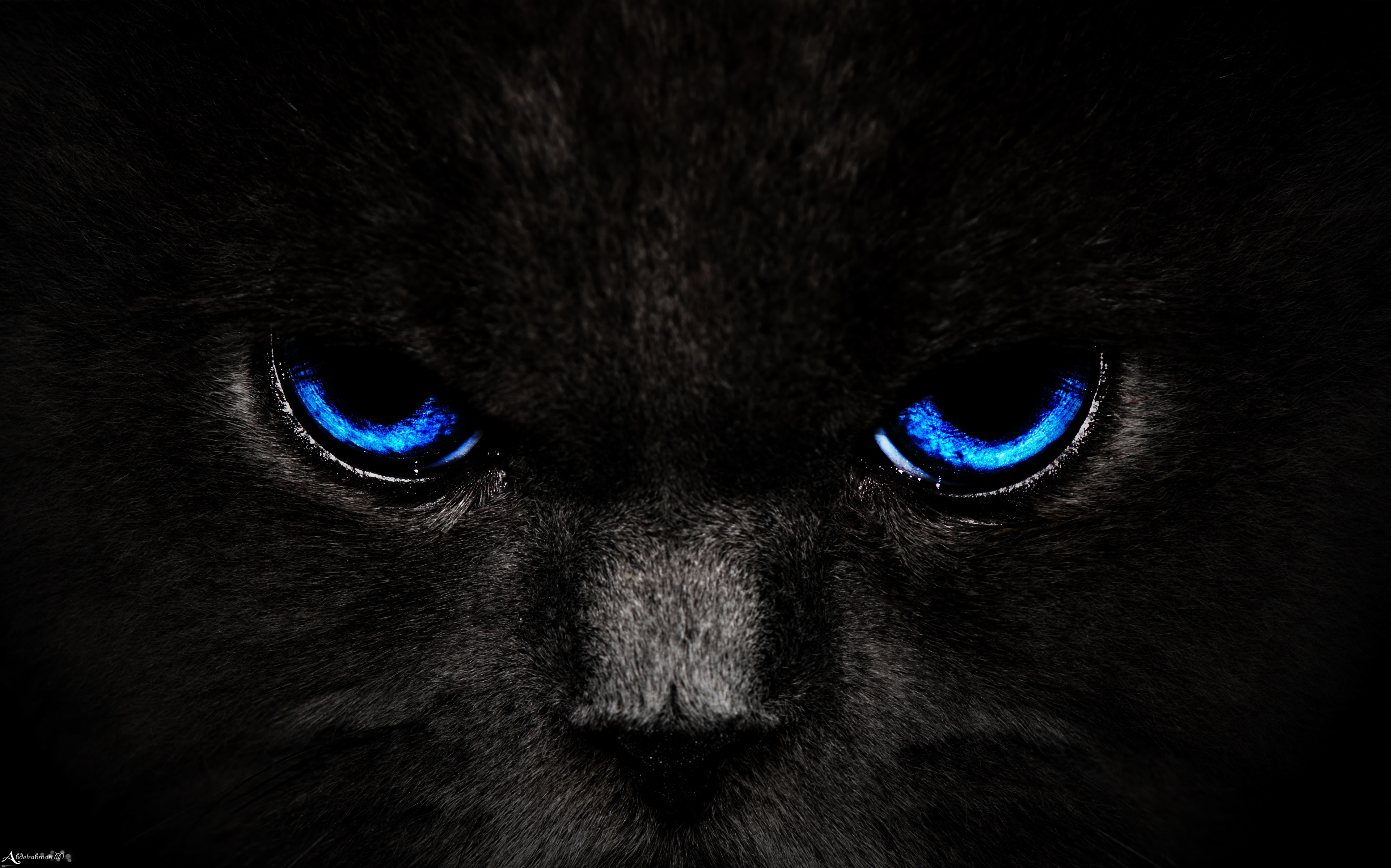 155769 завантажити картинку кішка, темний, очі, кіт, чорний, блакитний, синій, погляд, заява - шпалери і заставки безкоштовно