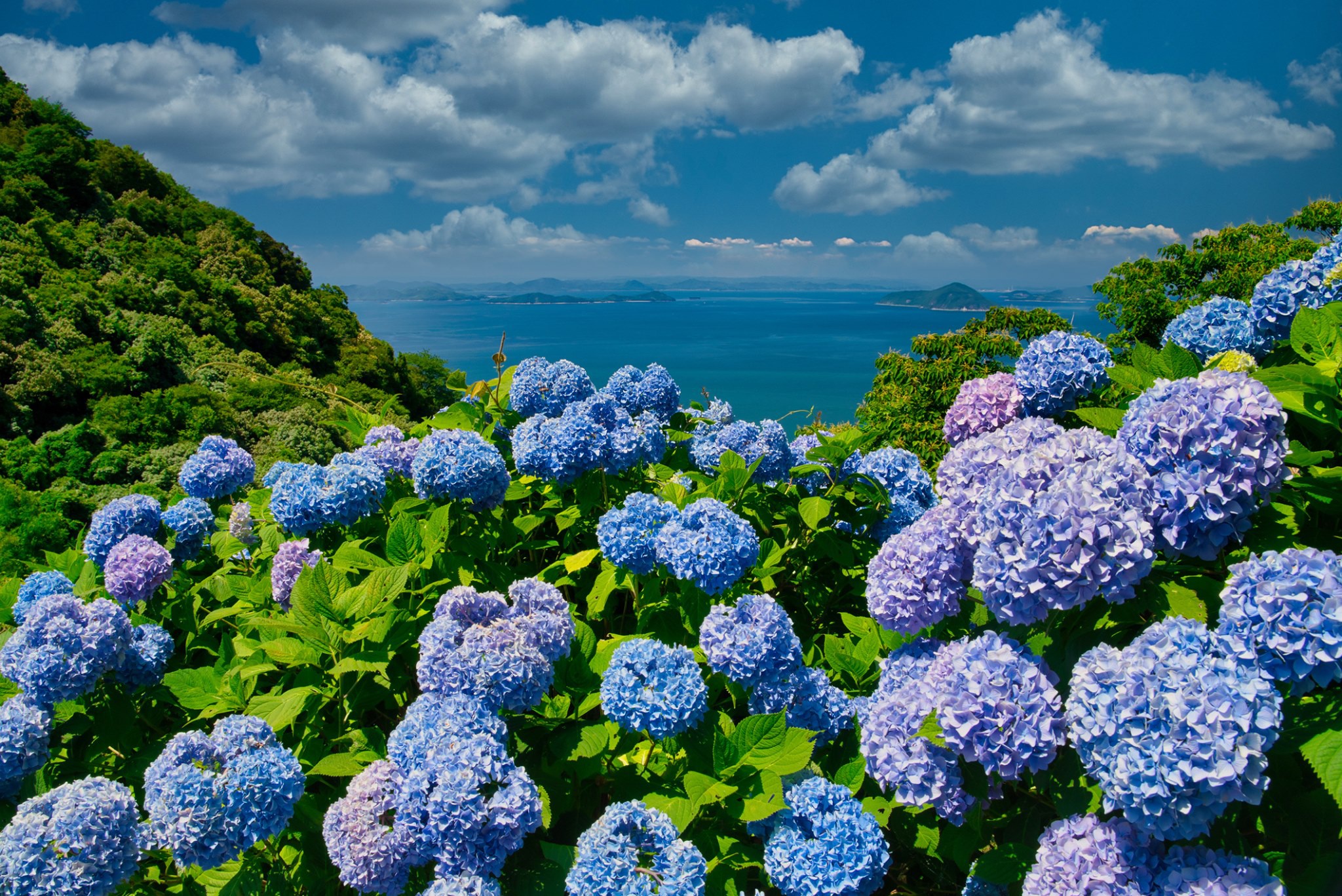 Скачать картинку Гортензия, Земля/природа, Синий Цветок, Флауэрсы в телефон бесплатно.