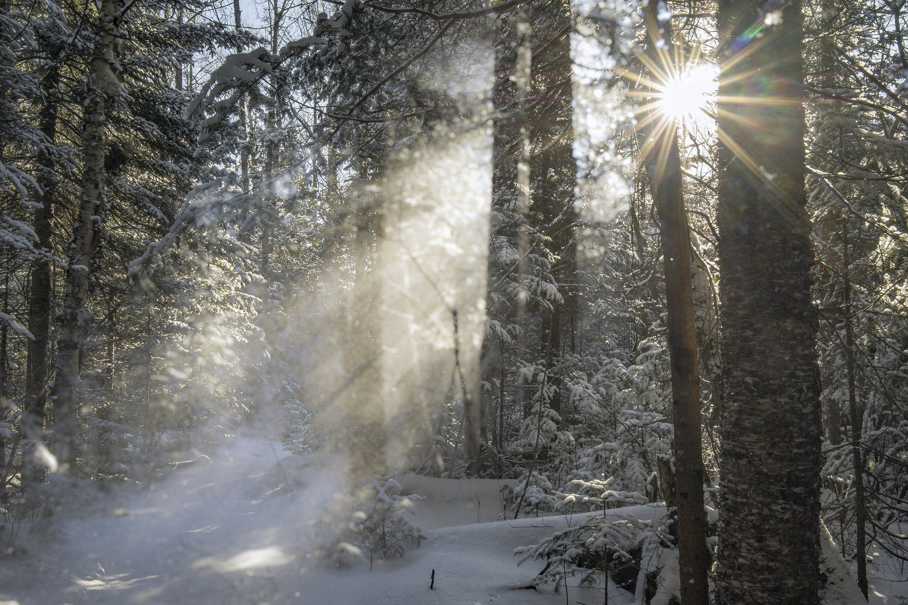 Baixe gratuitamente a imagem Inverno, Natureza, Neve, Floresta, Terra/natureza, Raio Solar na área de trabalho do seu PC