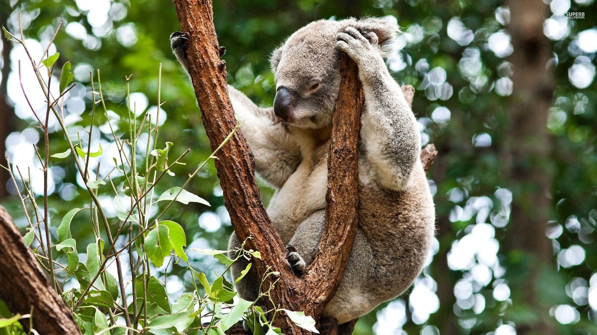 87633 descargar fondo de pantalla animales, madera, sentarse, árbol, coala, koala: protectores de pantalla e imágenes gratis